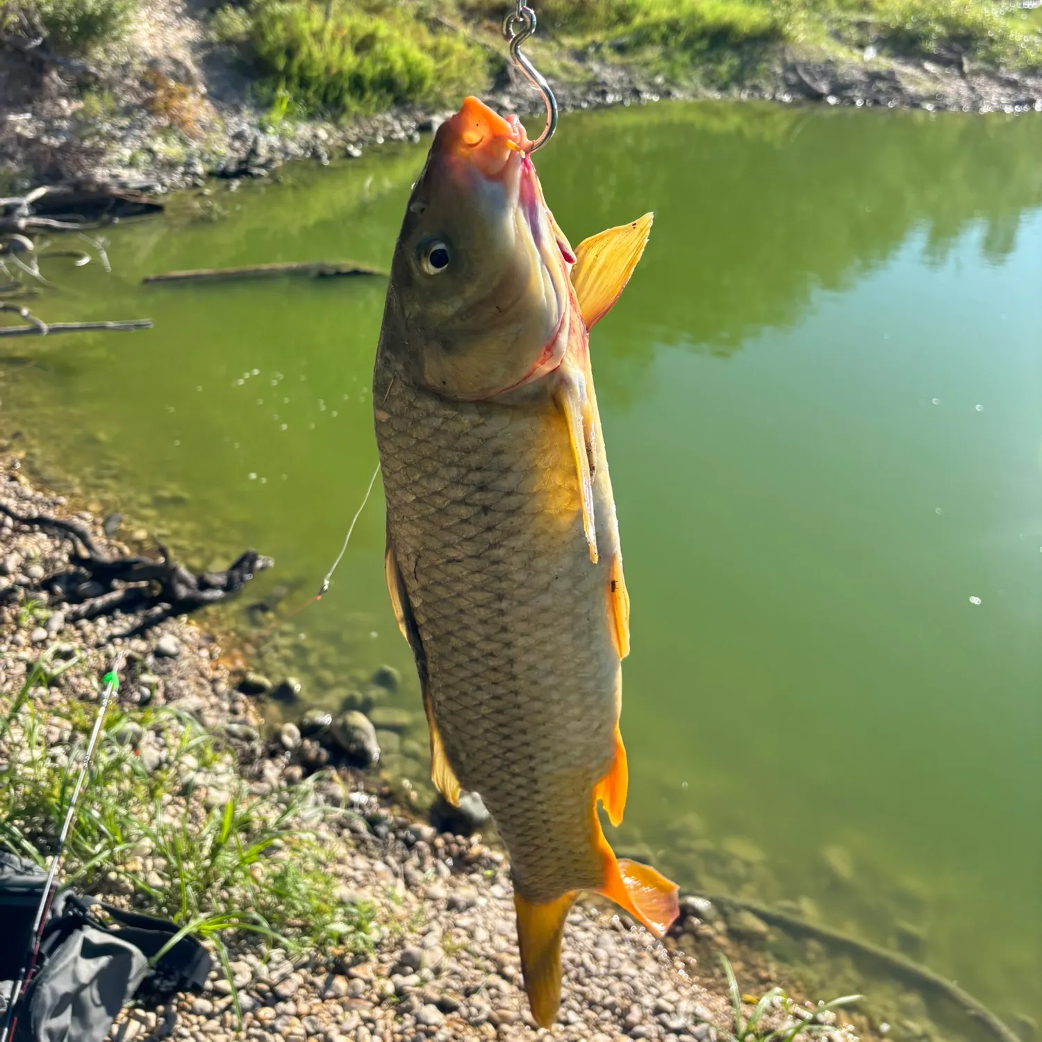Common carp caught on Fishbrain