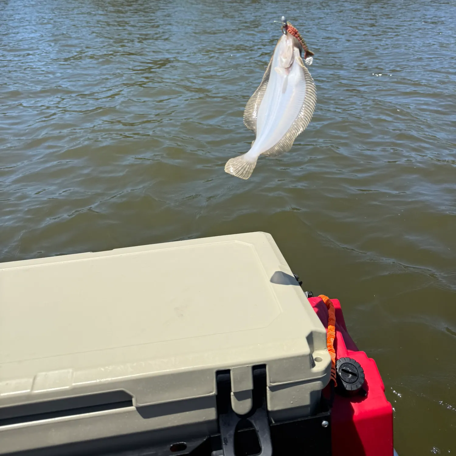 The most recent Summer flounder catches on Fishbrain