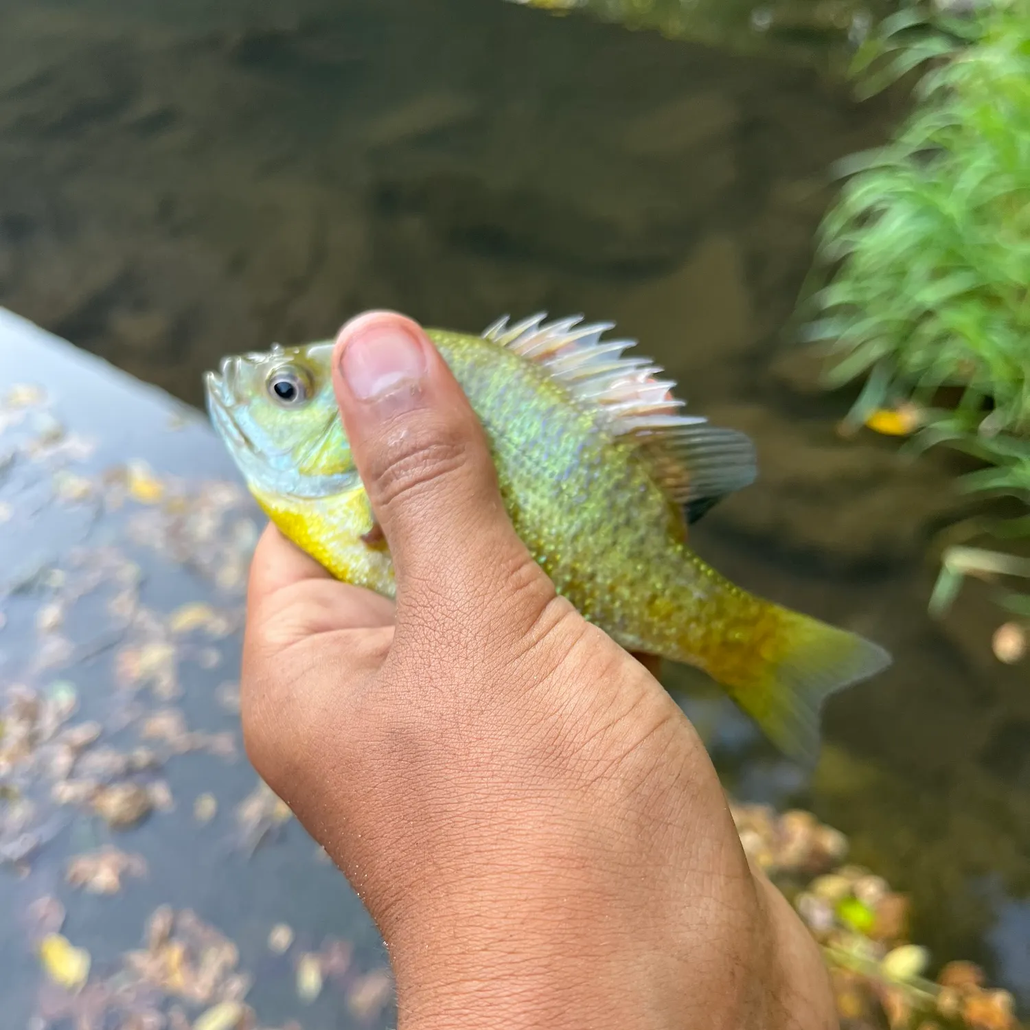 Bluegill caught on Fishbrain