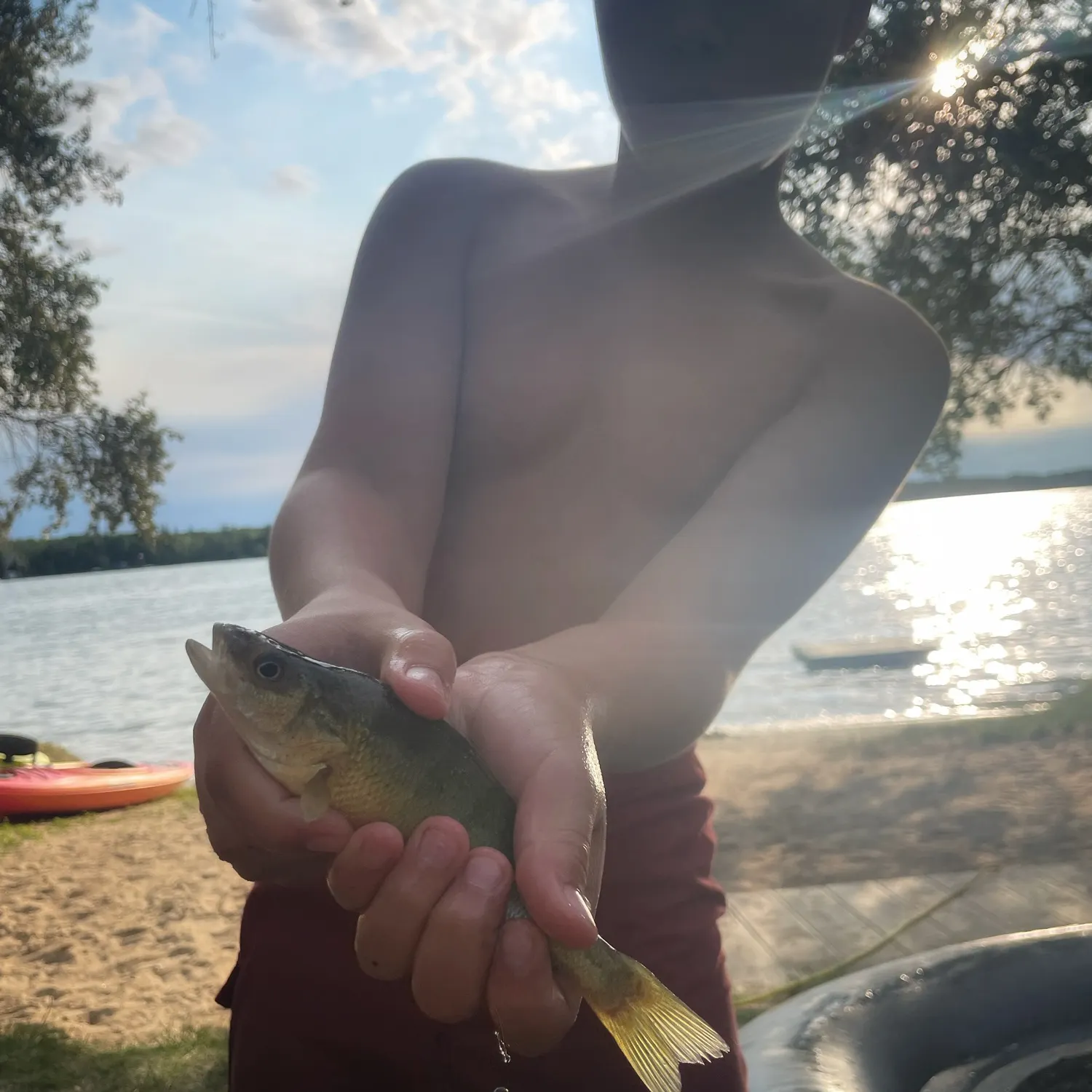 Yellow perch caught on Fishbrain