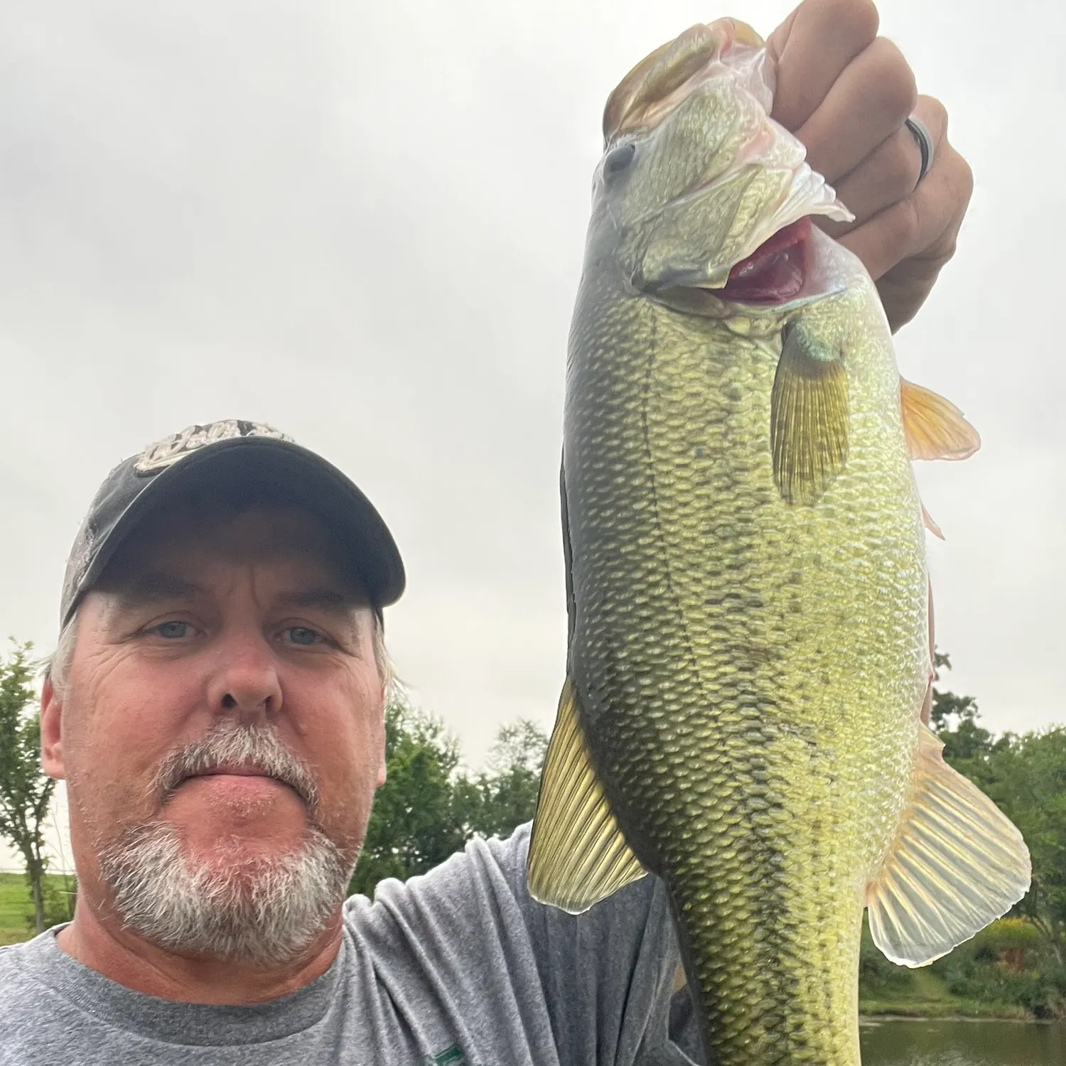 Largemouth bass caught on Fishbrain