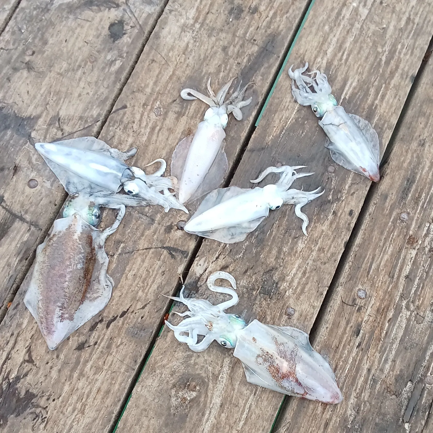 The most recent Southern calamari catches on Fishbrain