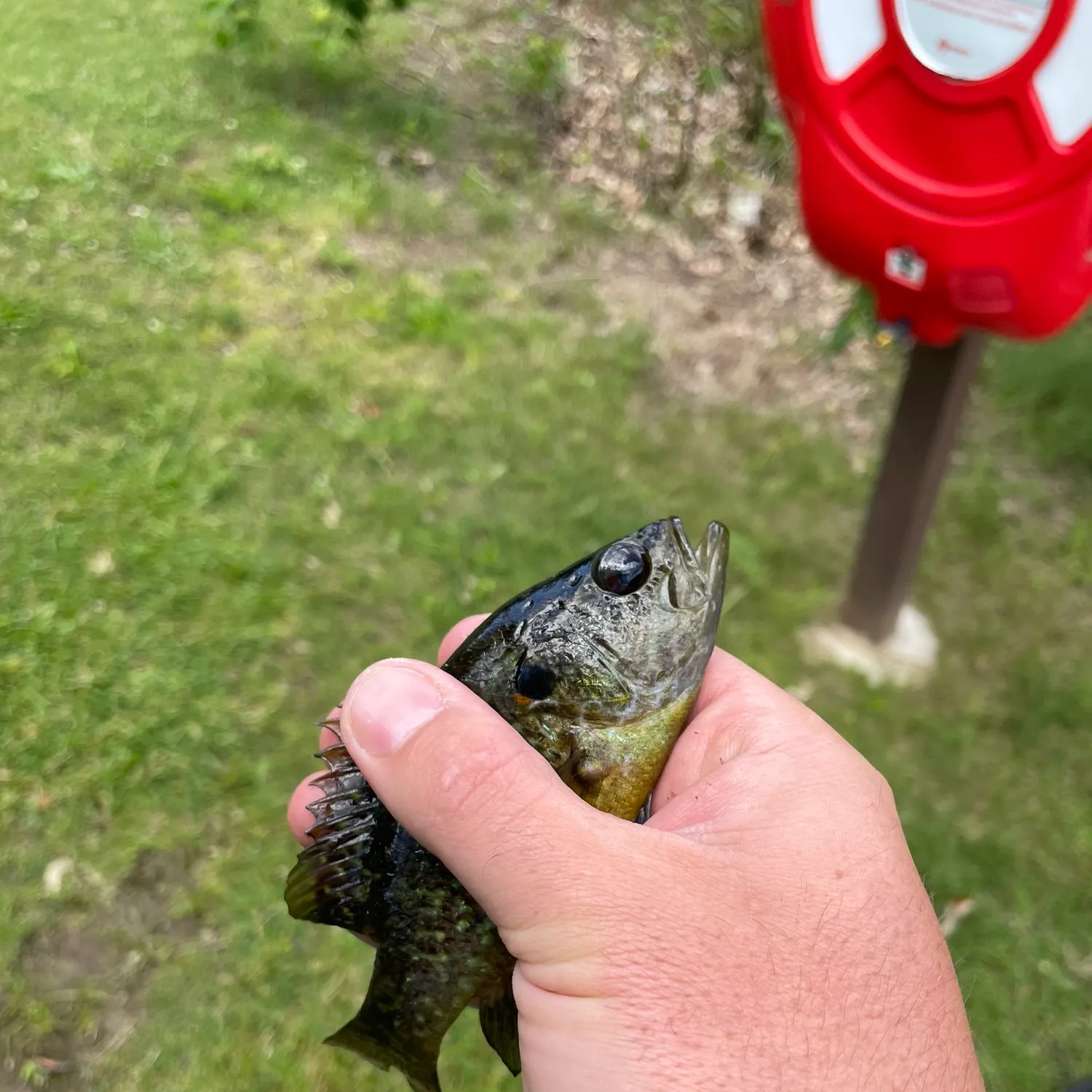The most recent Warmouth catches on Fishbrain