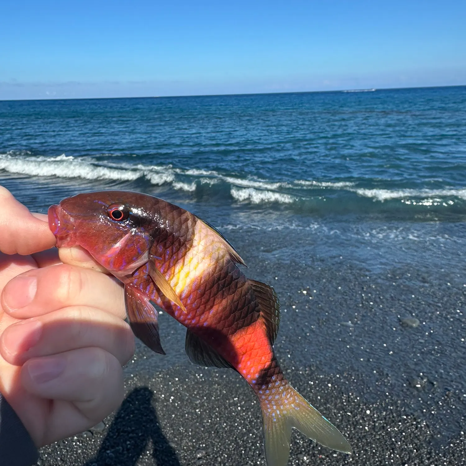 The most recent Manybar goatfish catches on Fishbrain