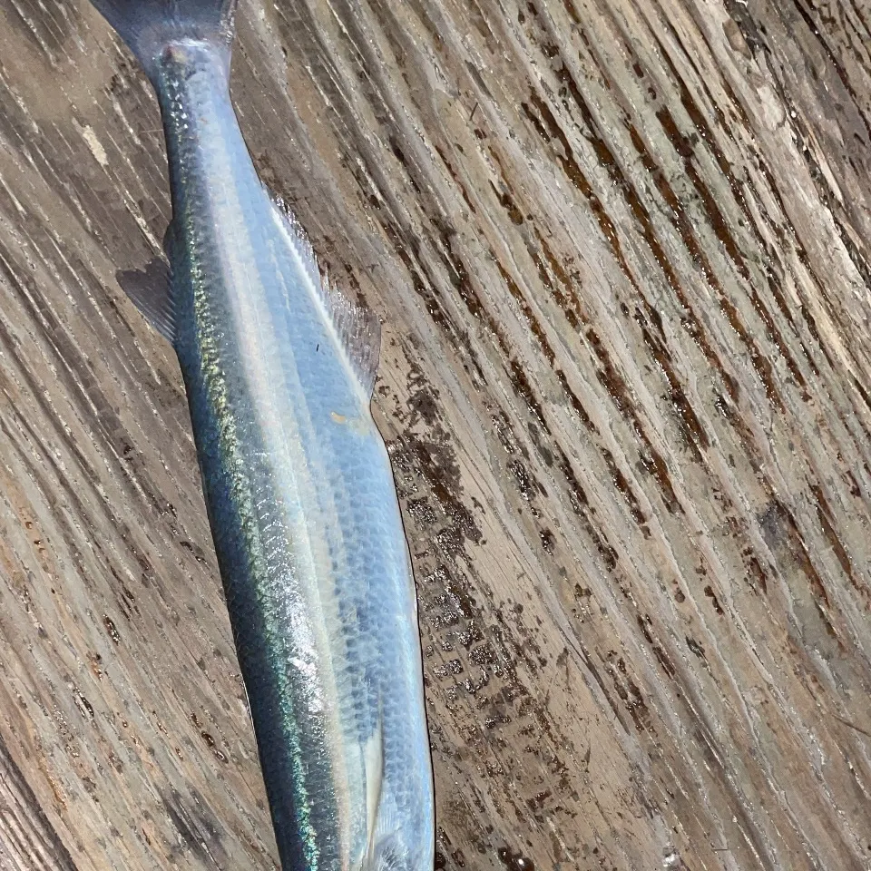 The most recent Surf smelt catches on Fishbrain