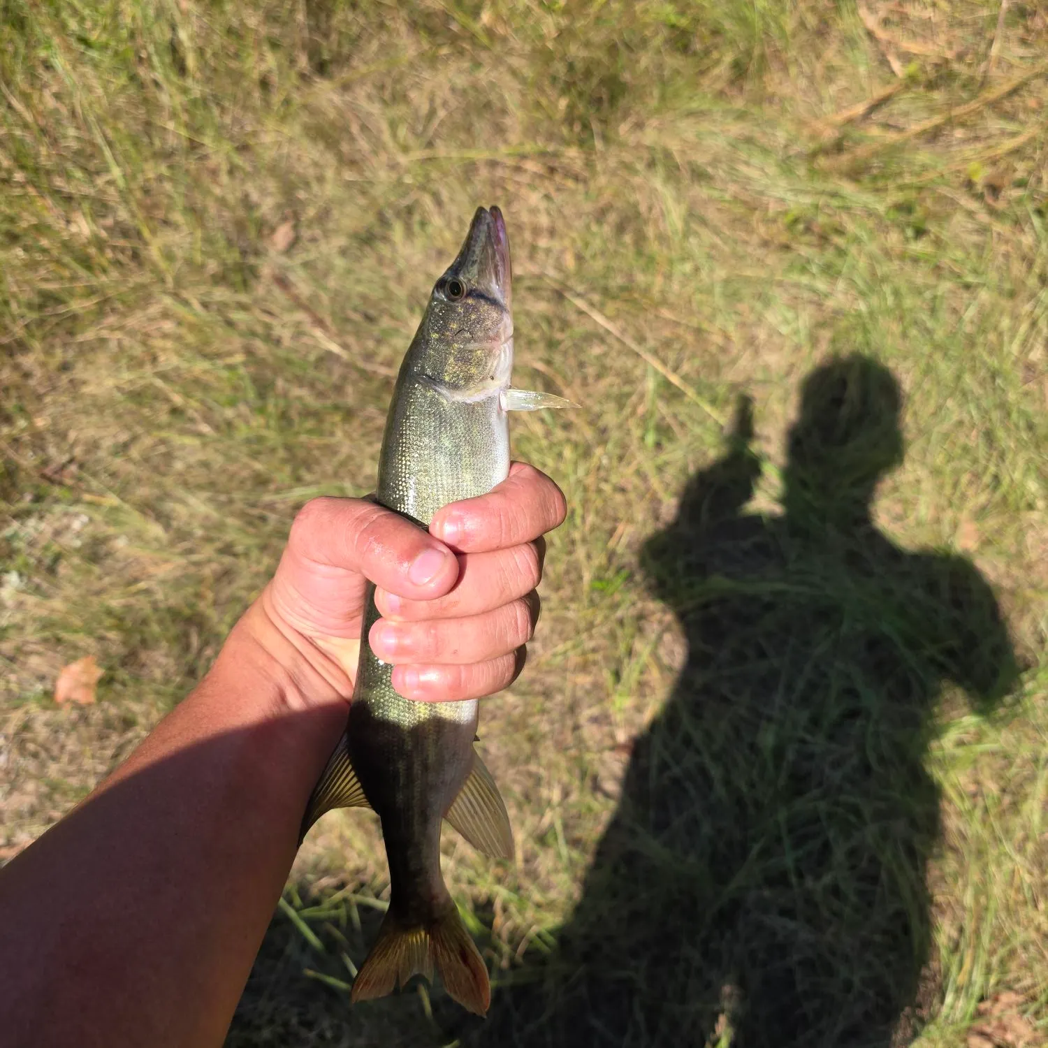 Chain pickerel caught on Fishbrain