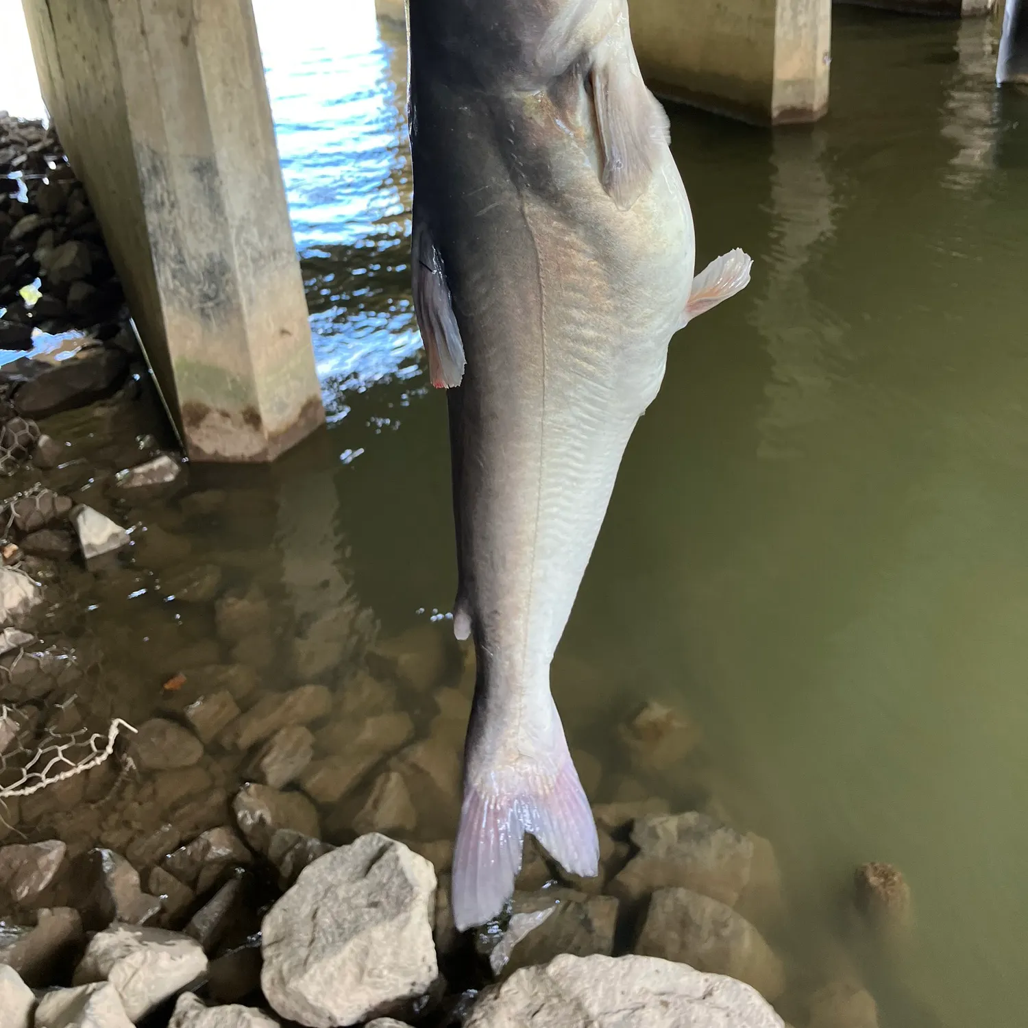 Blue catfish caught on Fishbrain