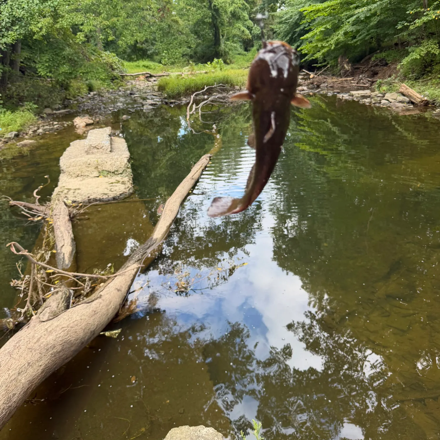 Black bullhead caught on Fishbrain