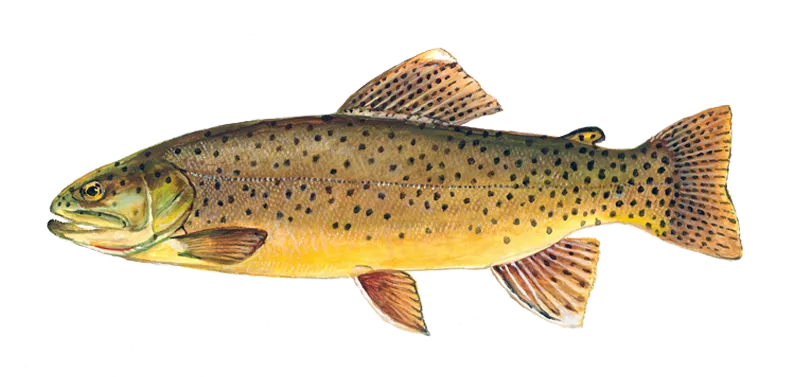 Apache trout