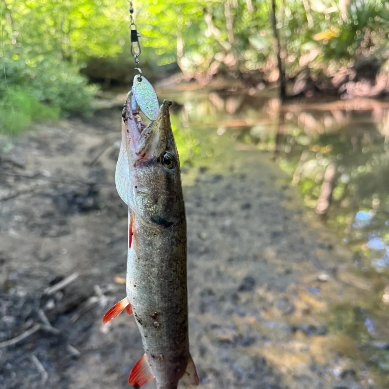 The most recent Redfin pickerel catches on Fishbrain