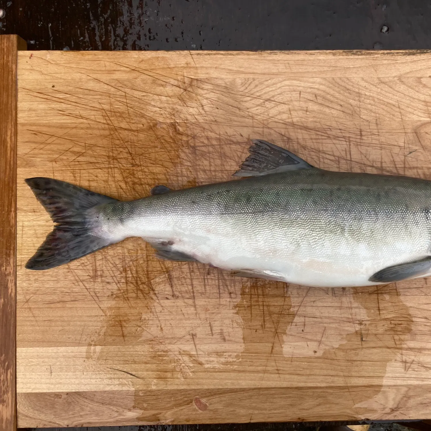 The most recent Pink salmon catches on Fishbrain