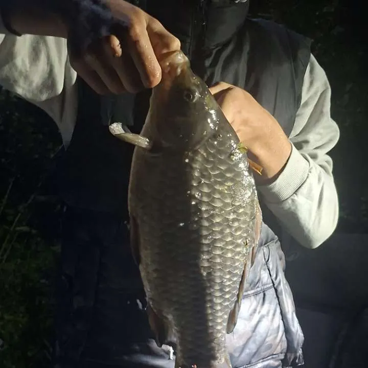 Fish caught on Fishbrain
