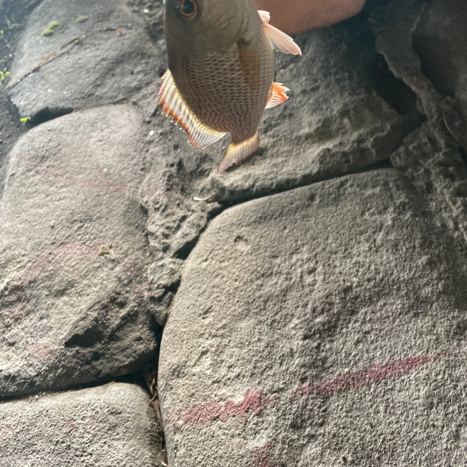 Mangrove snapper caught on Fishbrain