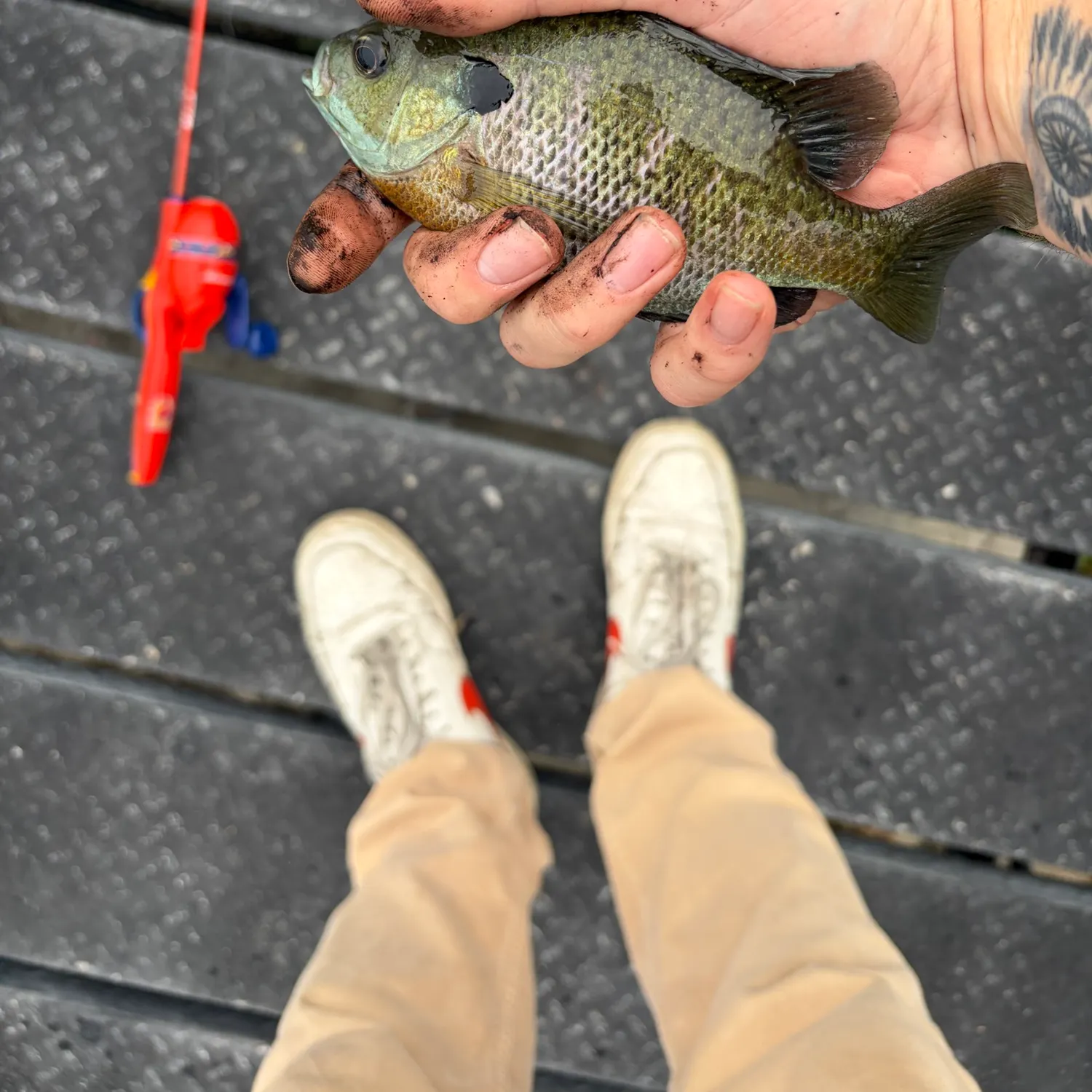 recently logged catches