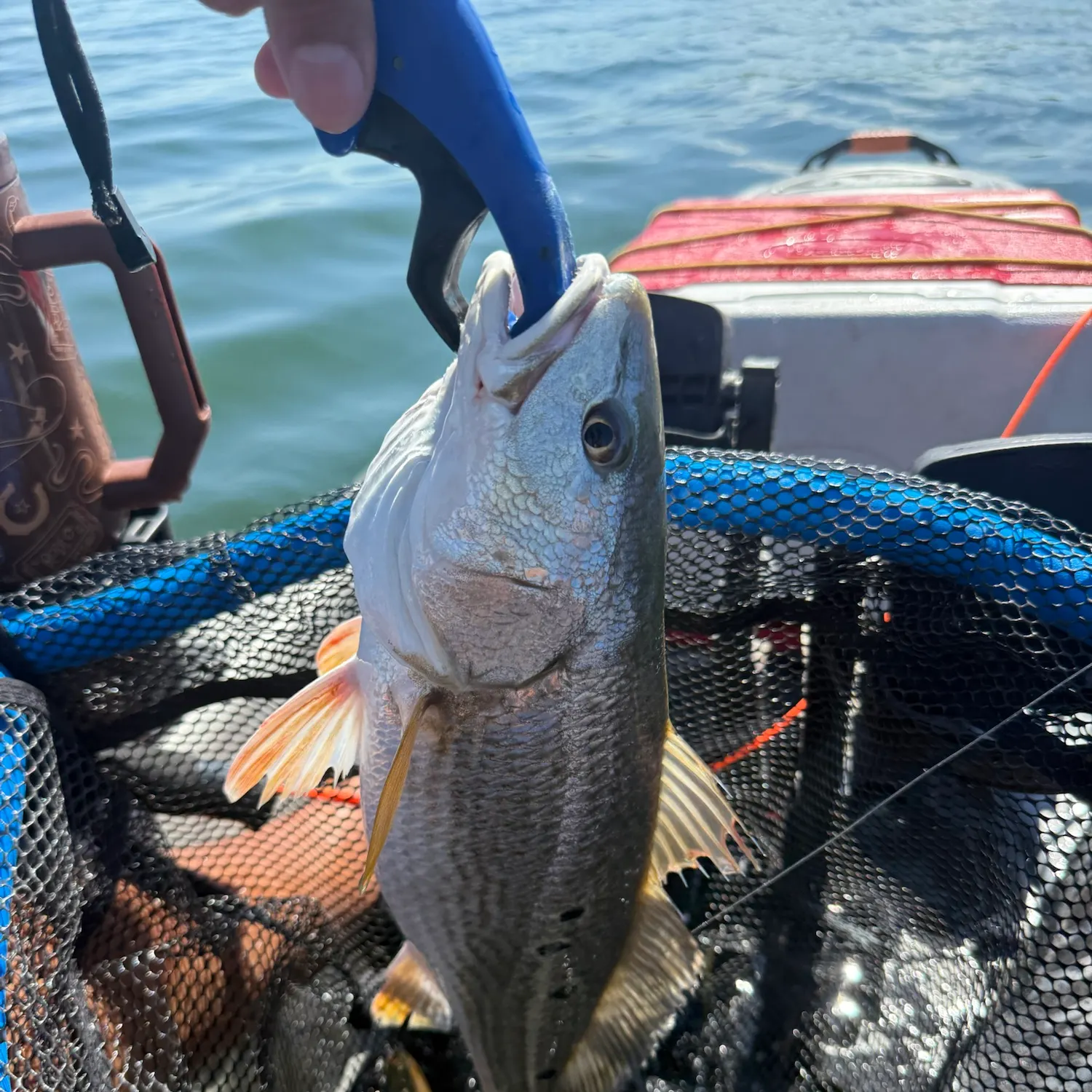 Red drum caught on Fishbrain