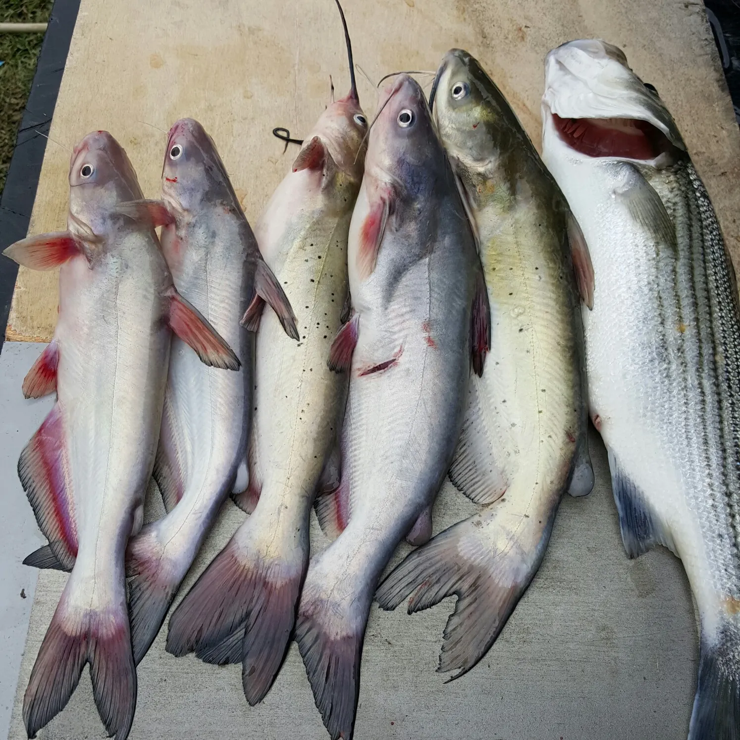 recently logged catches