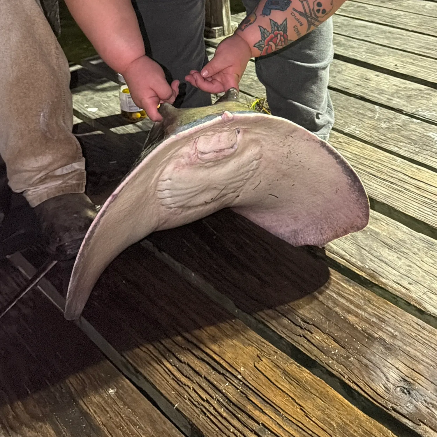 Southern stingray caught on Fishbrain