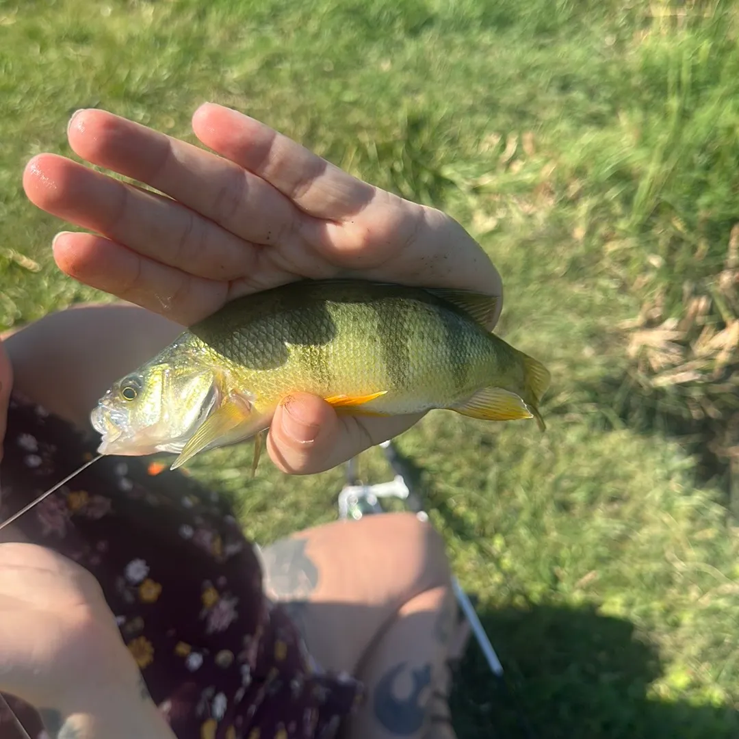 Yellow perch caught on Fishbrain