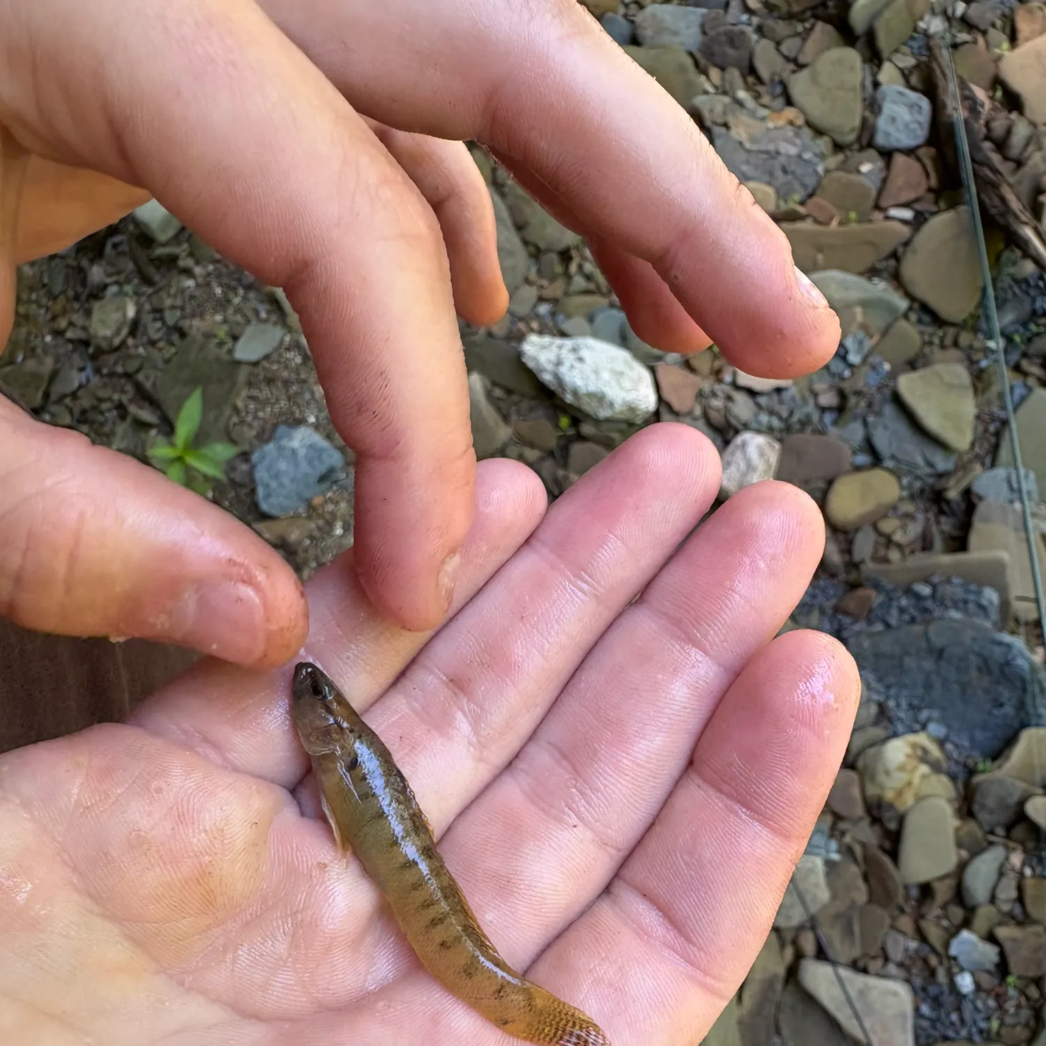 The most recent Fantail darter catches on Fishbrain