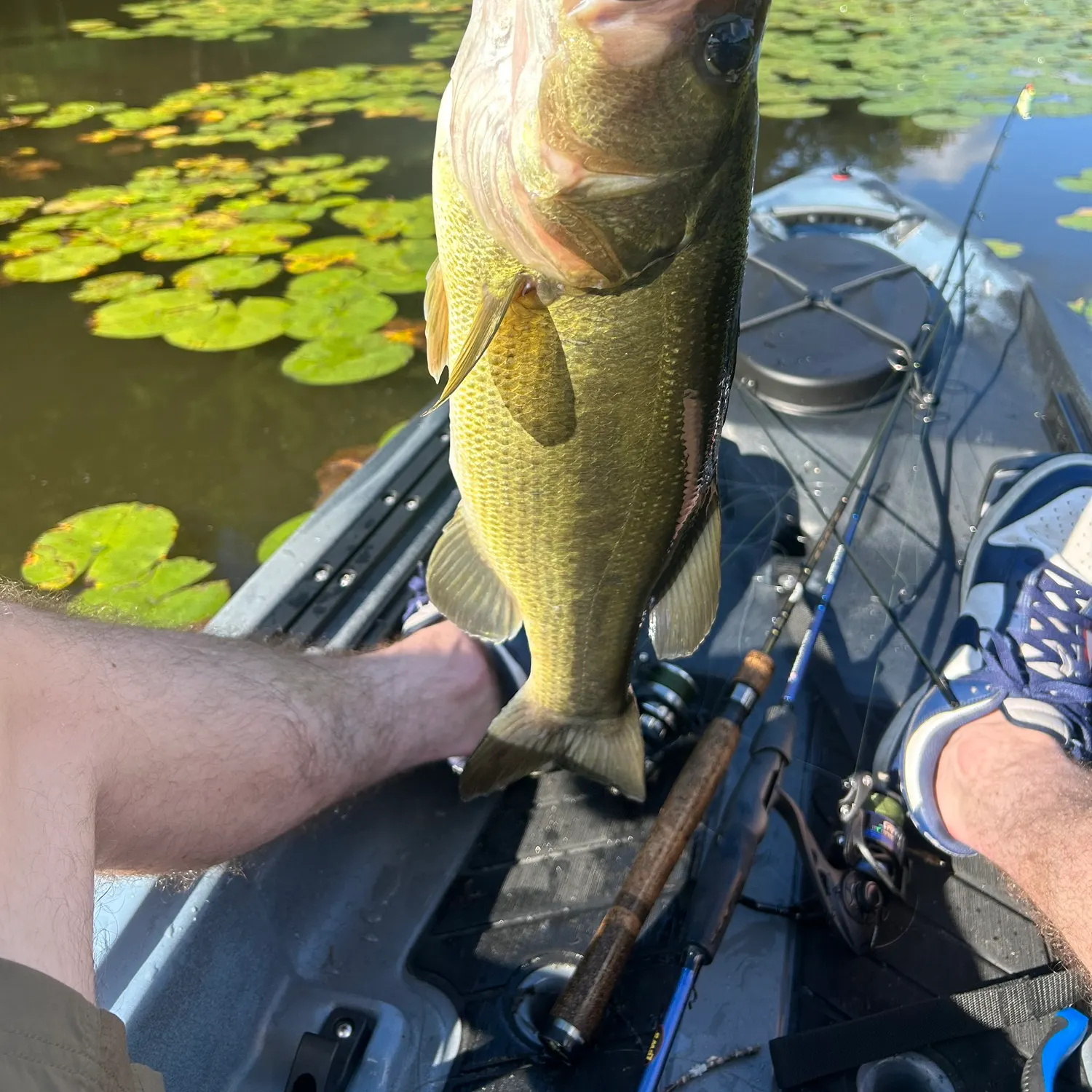 Largemouth bass caught on Fishbrain