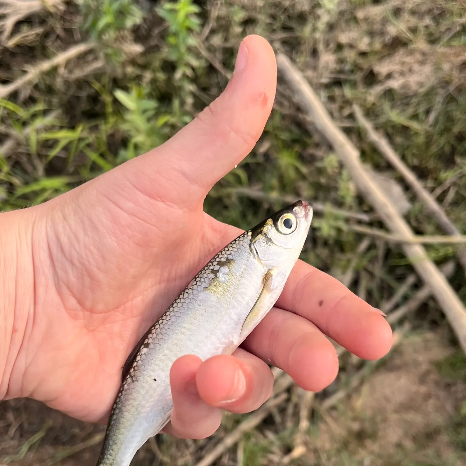 most liked catch image