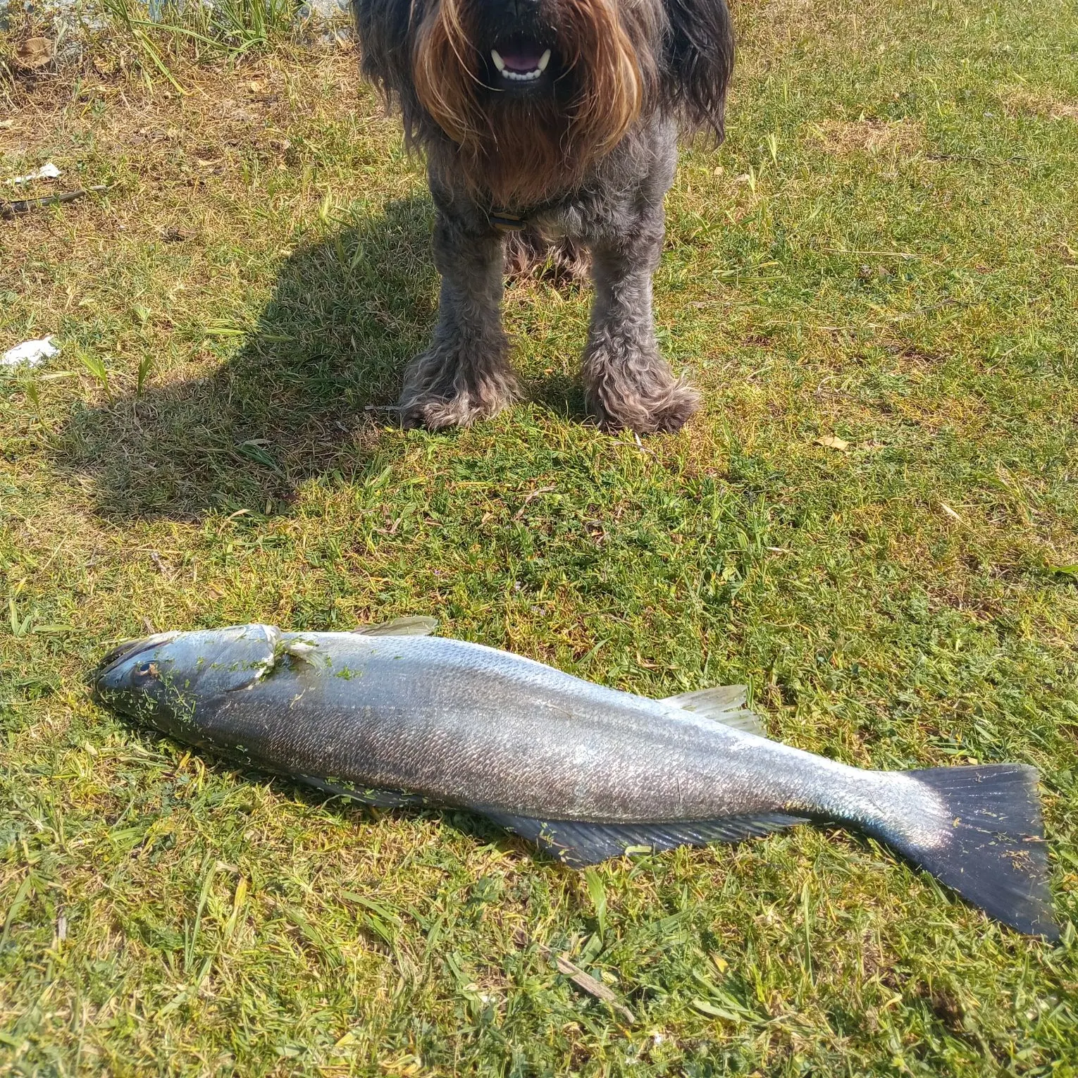 The most recent Orangemouth weakfish catches on Fishbrain
