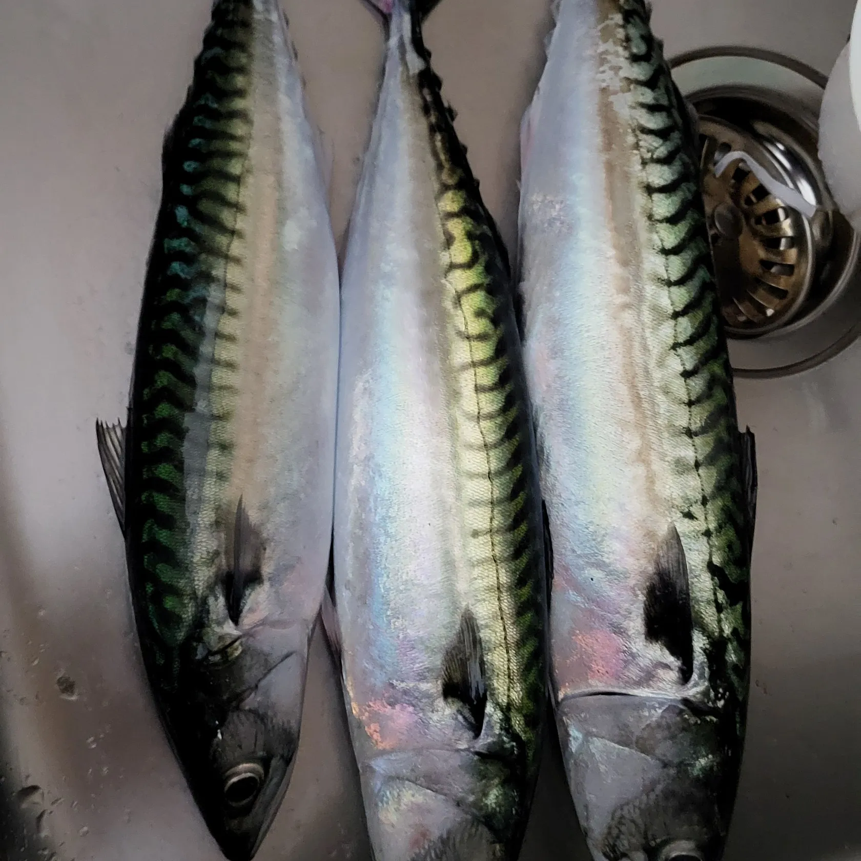 Atlantic mackerel caught on Fishbrain