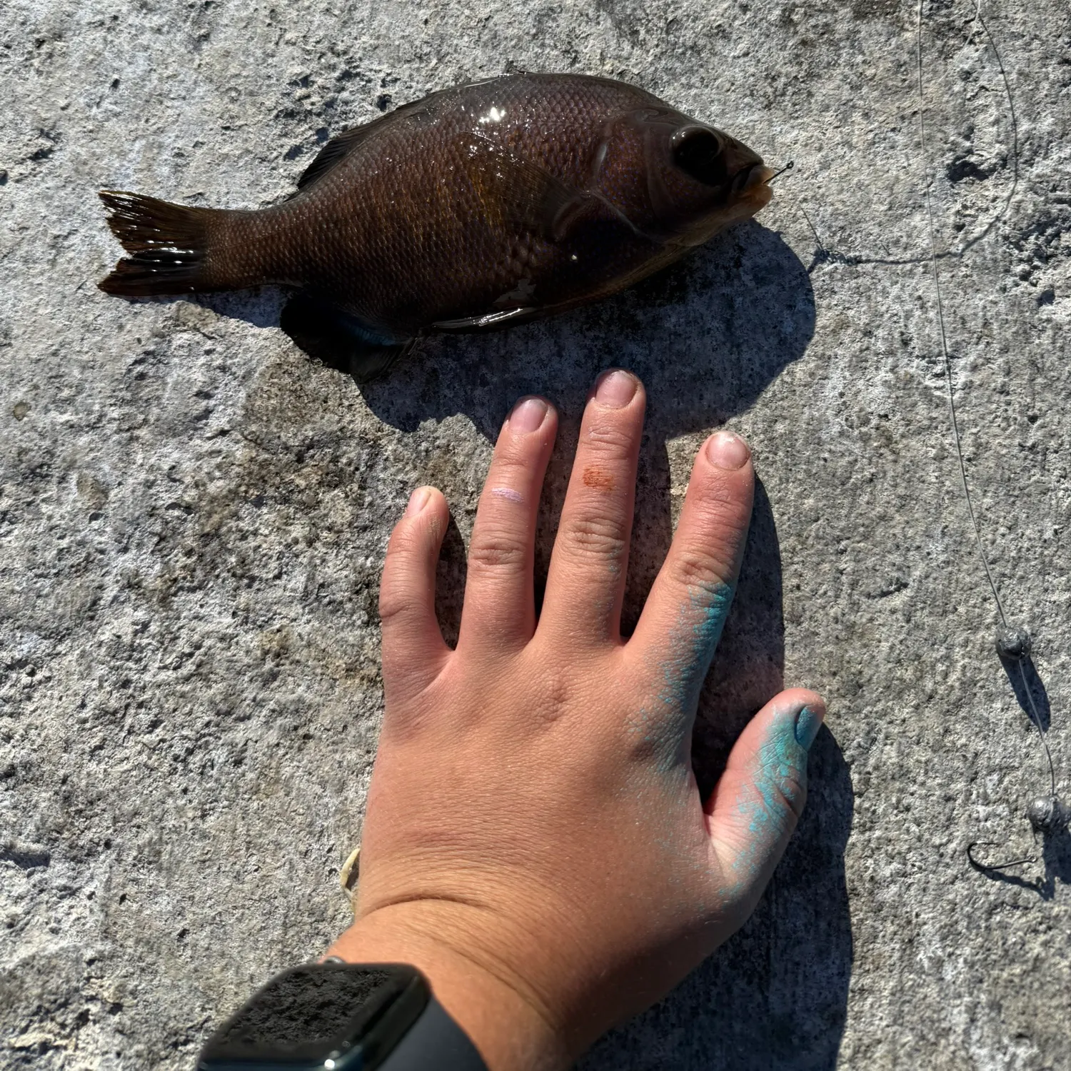The most recent Black perch catches on Fishbrain