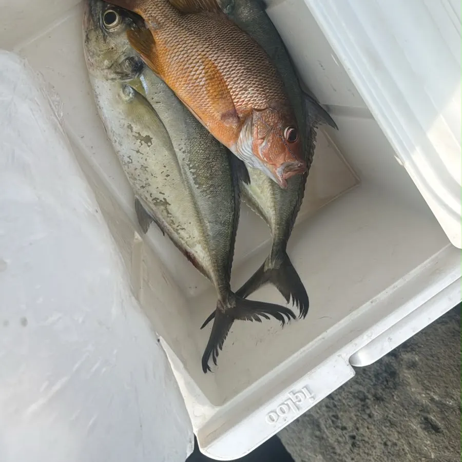 Blue runner caught on Fishbrain