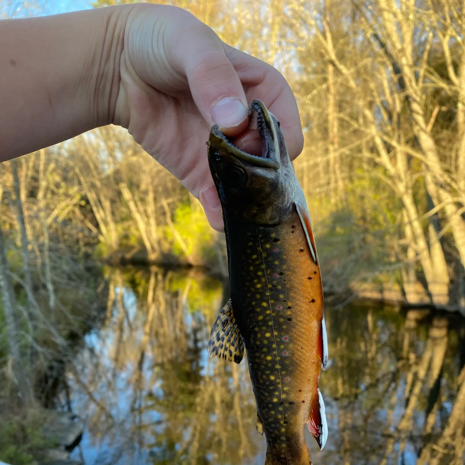 Brook trout caught on Fishbrain