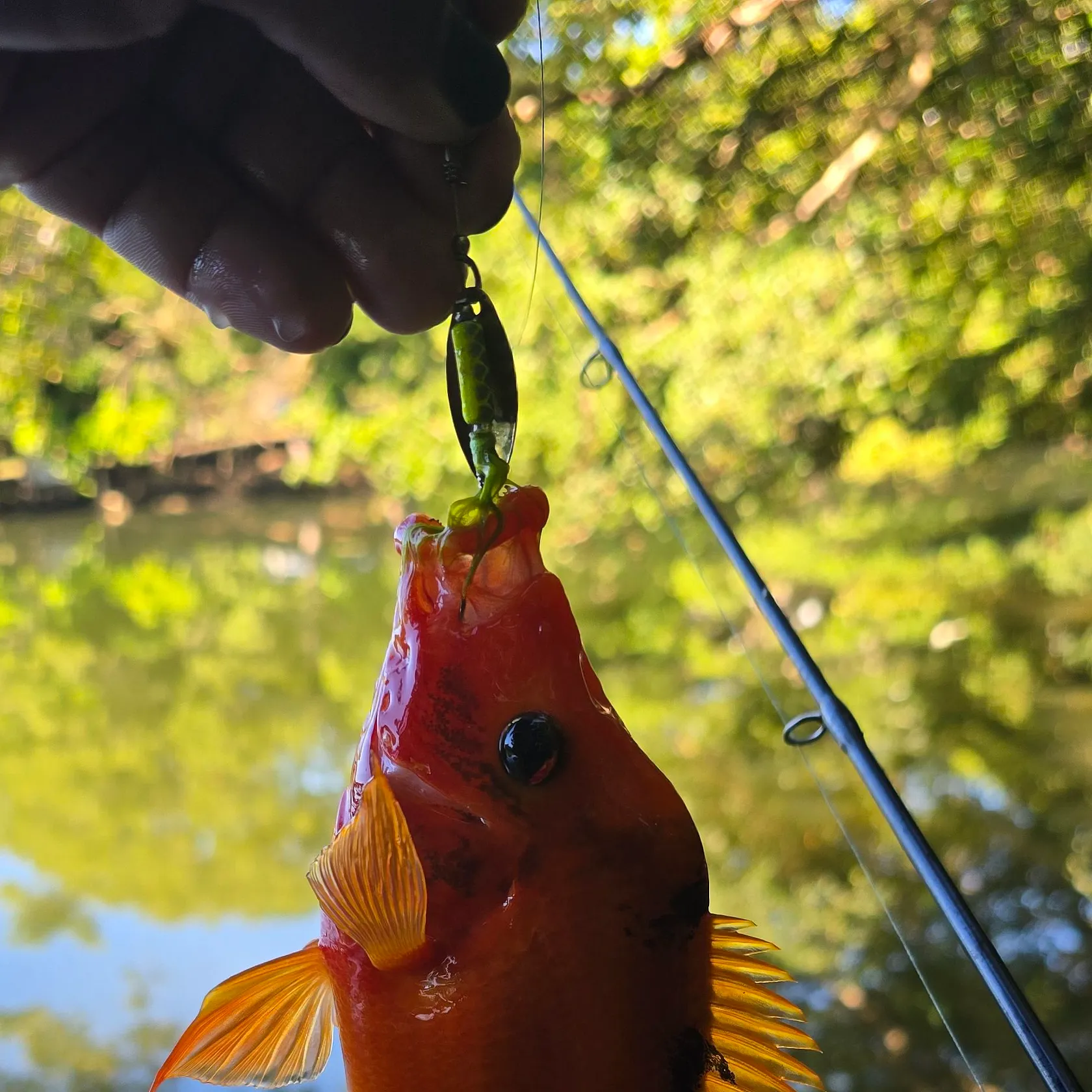 The most recent Midas cichlid catches on Fishbrain