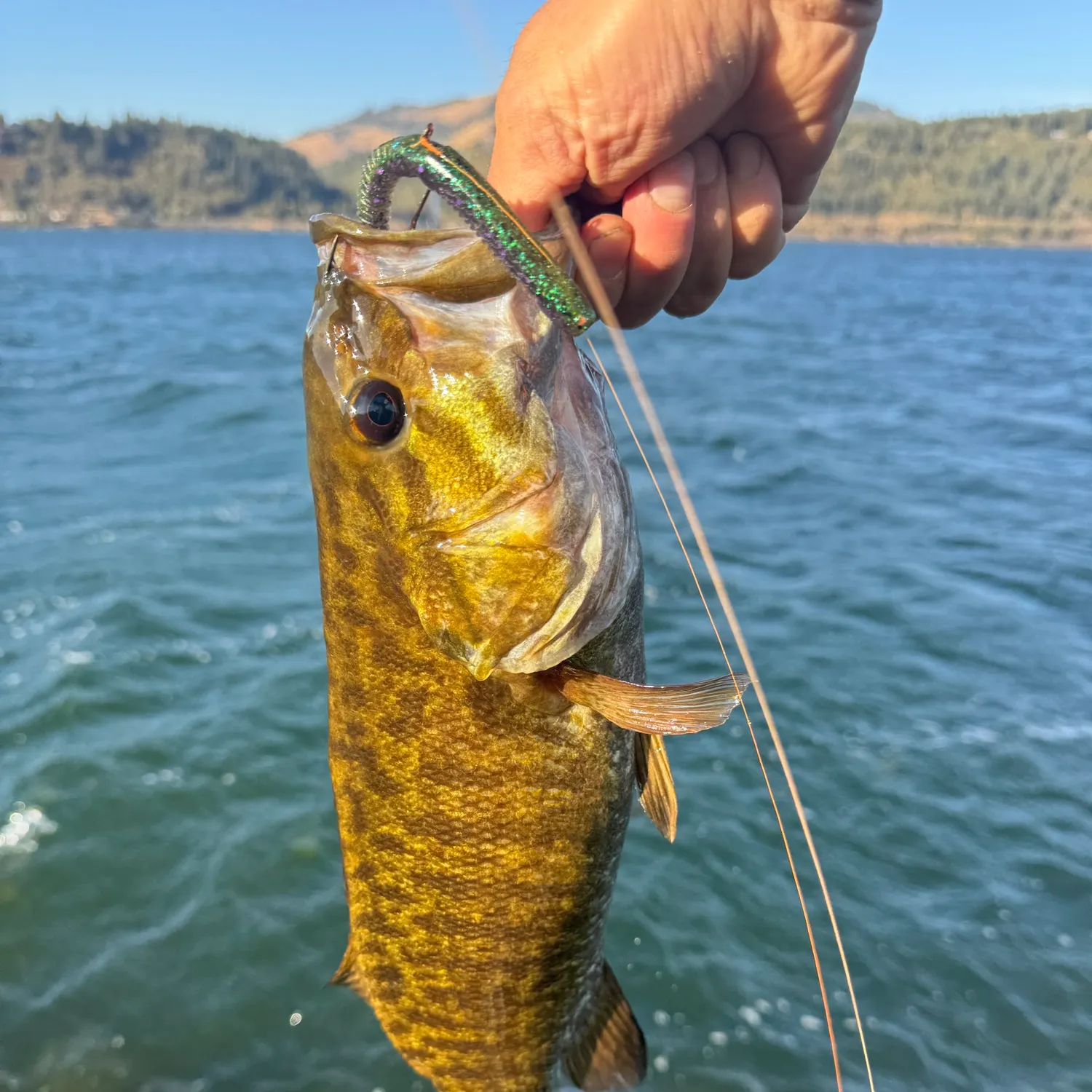Smallmouth bass caught on Fishbrain