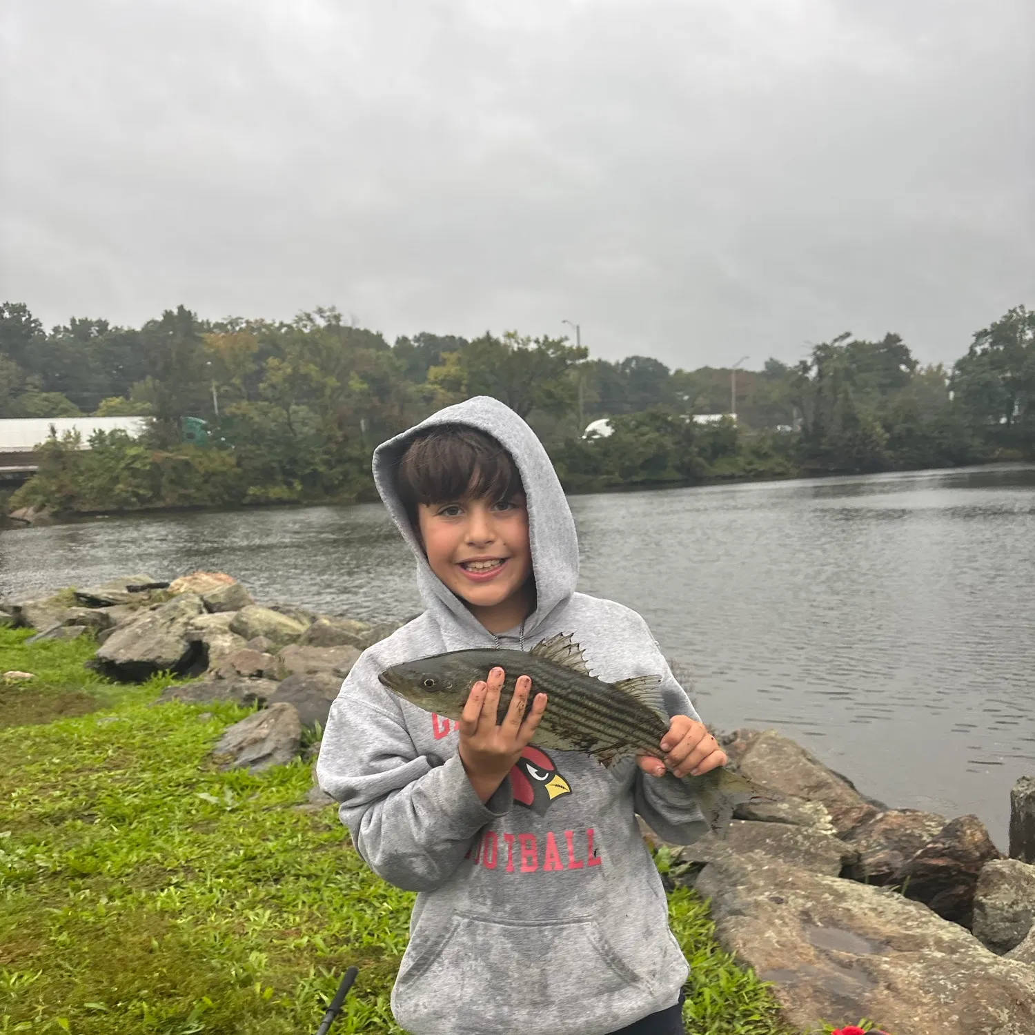 Striped bass caught on Fishbrain