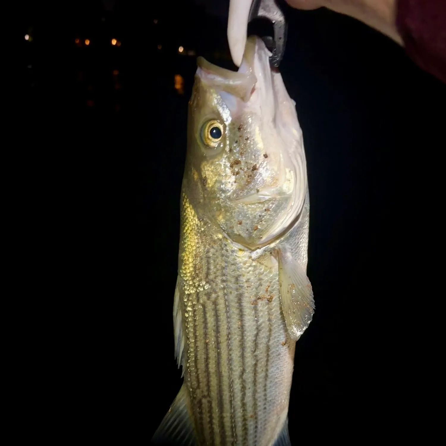 Striped bass caught on Fishbrain