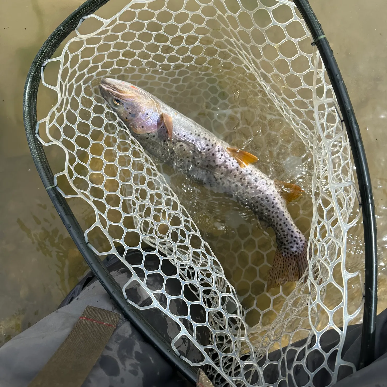 The most recent Bear Lake cutthroat trout catches on Fishbrain