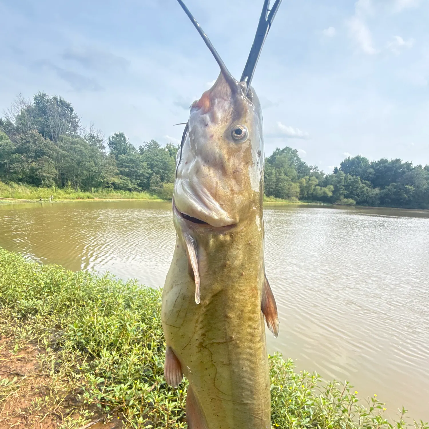 Channel catfish caught on Fishbrain