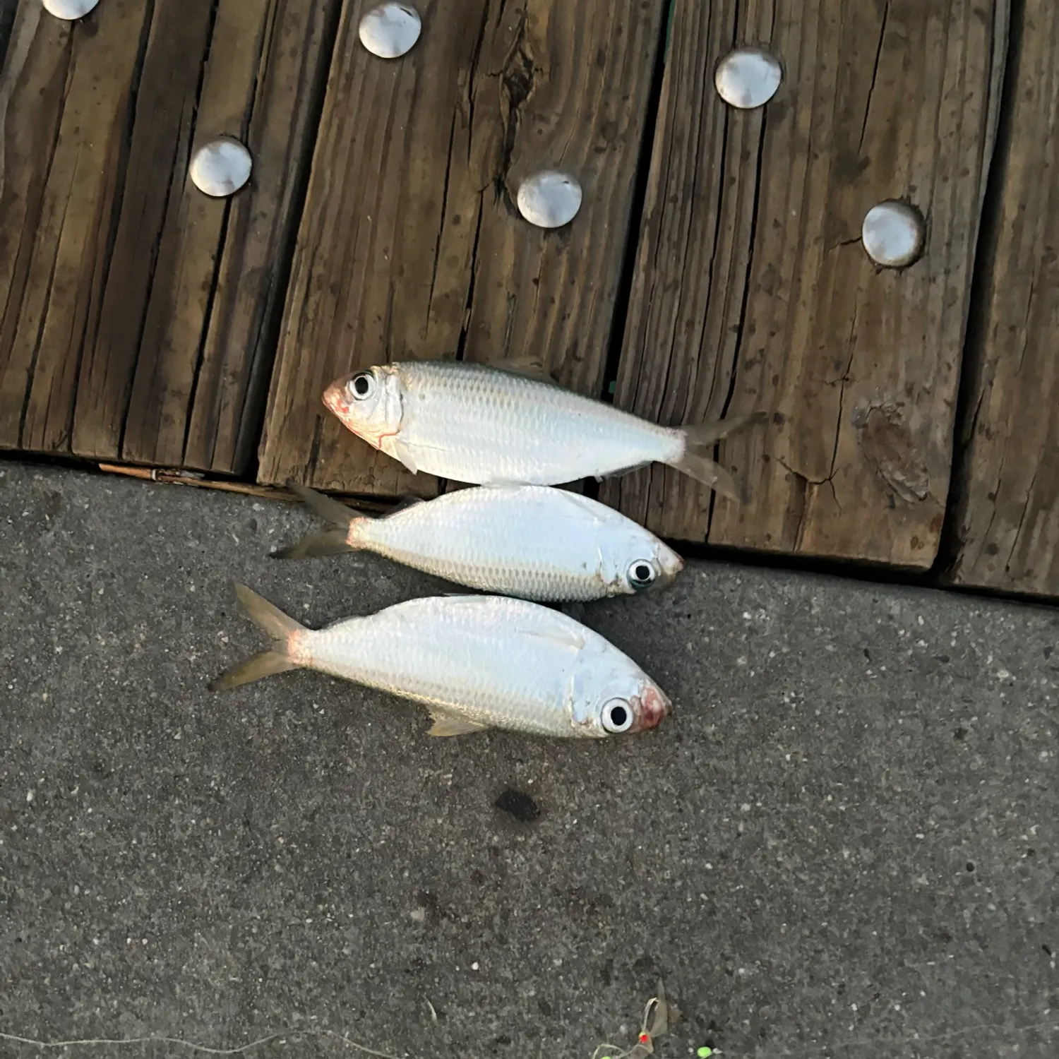 The most recent Mooneye catches on Fishbrain