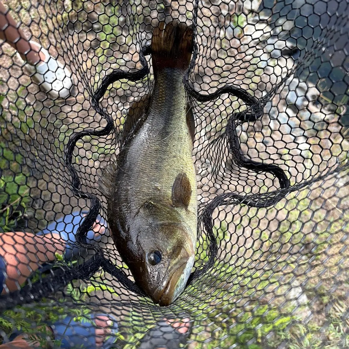 Fish caught on Fishbrain