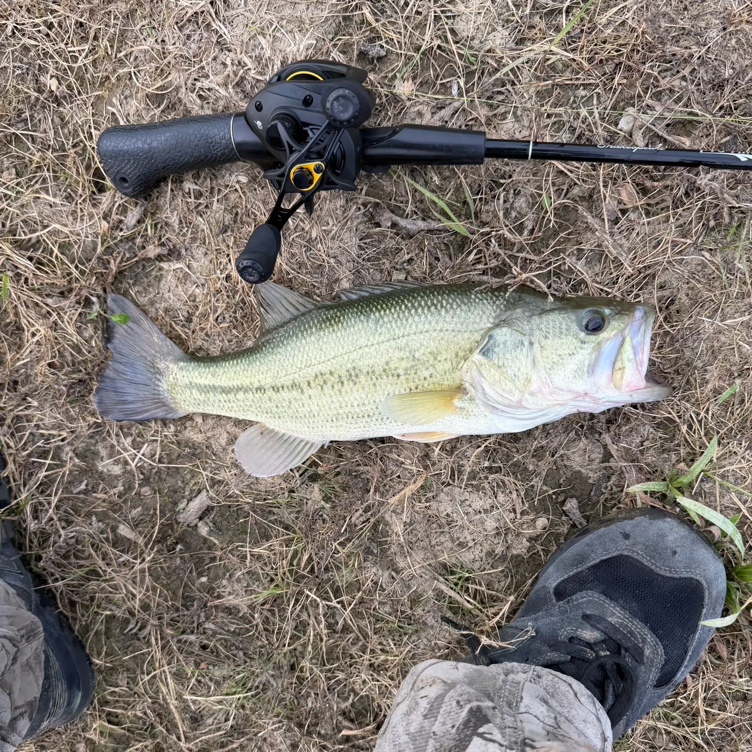 Largemouth bass caught on Fishbrain