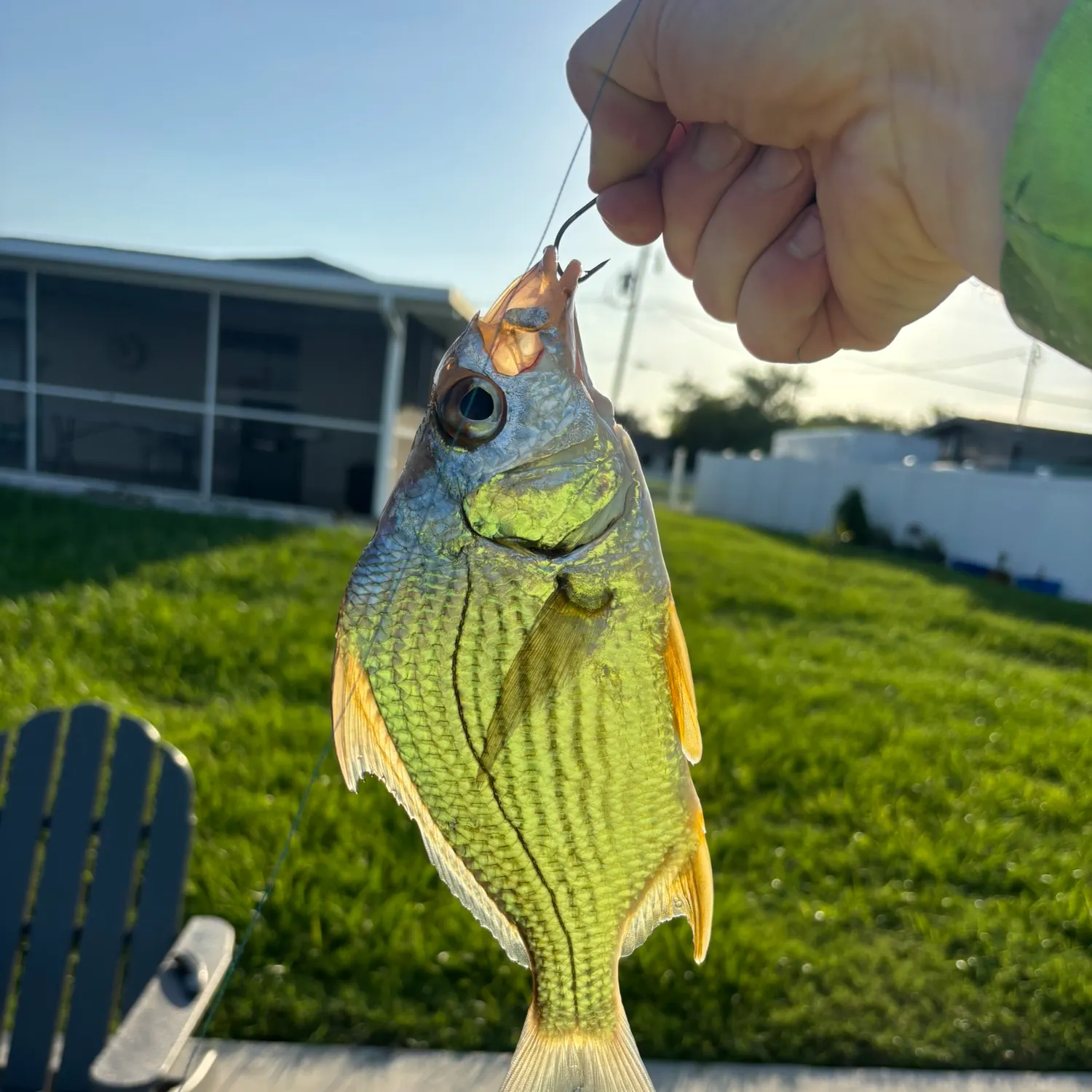The most recent Striped mojarra catches on Fishbrain