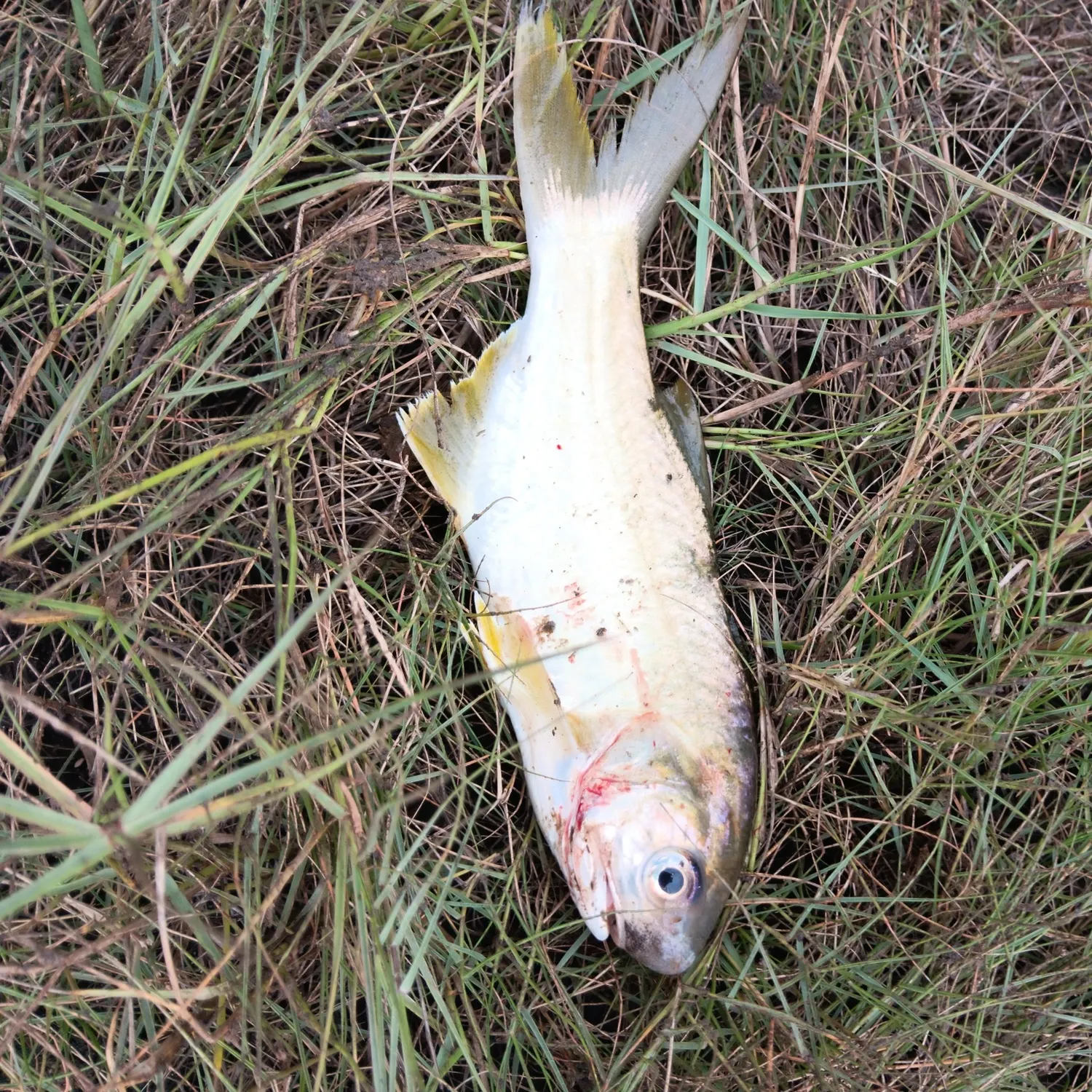 The most recent Fourfinger threadfin catches on Fishbrain