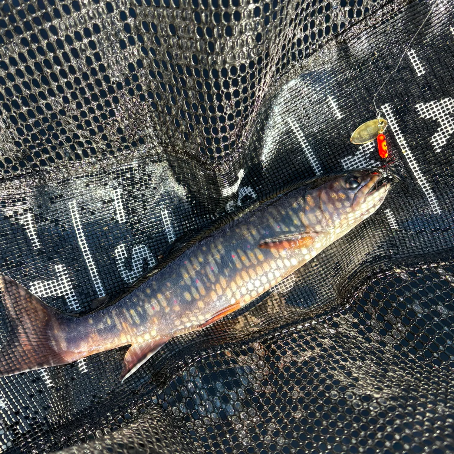 Brook trout caught on Fishbrain