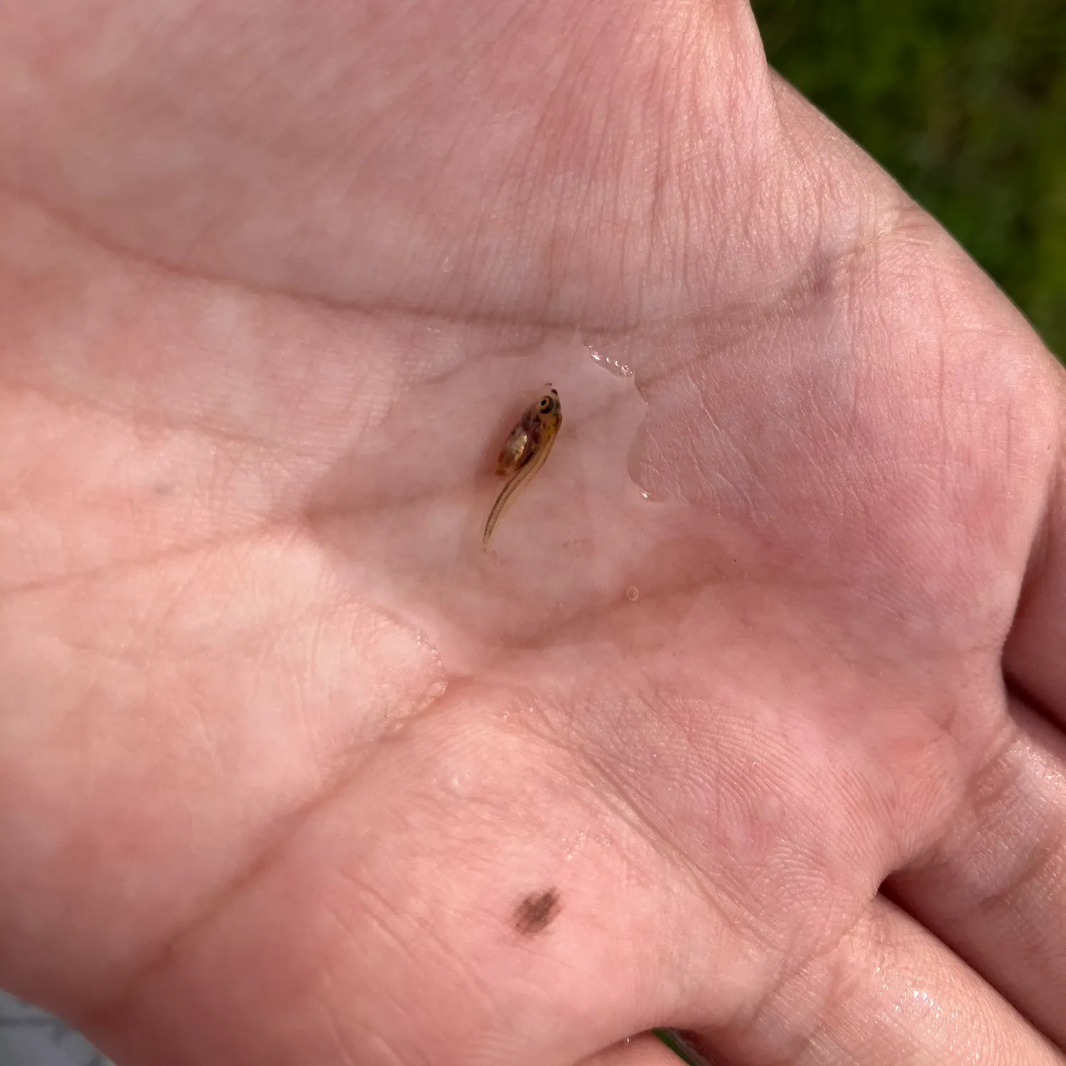 The most recent Western mosquitofish catches on Fishbrain