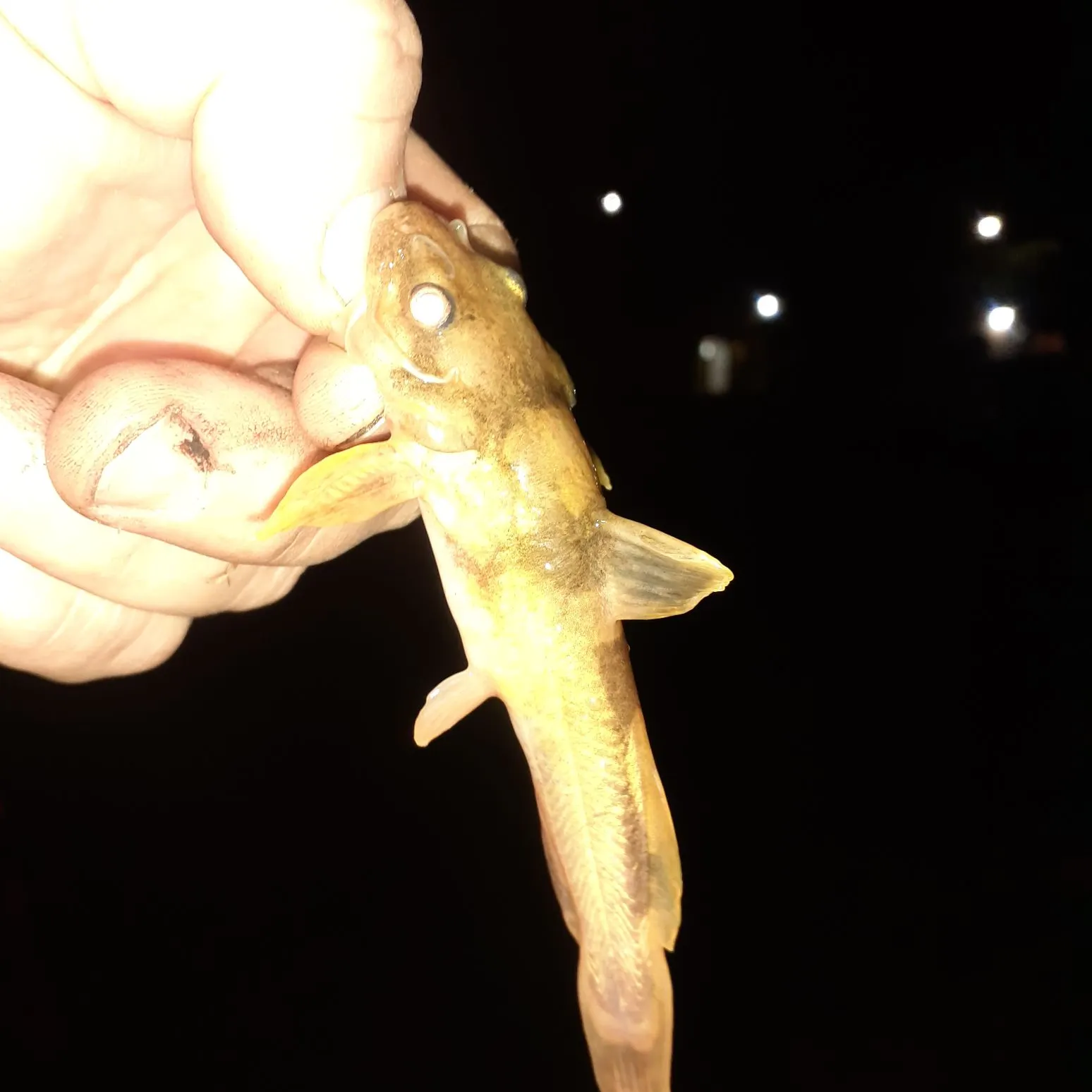 Northern madtom caught on Fishbrain