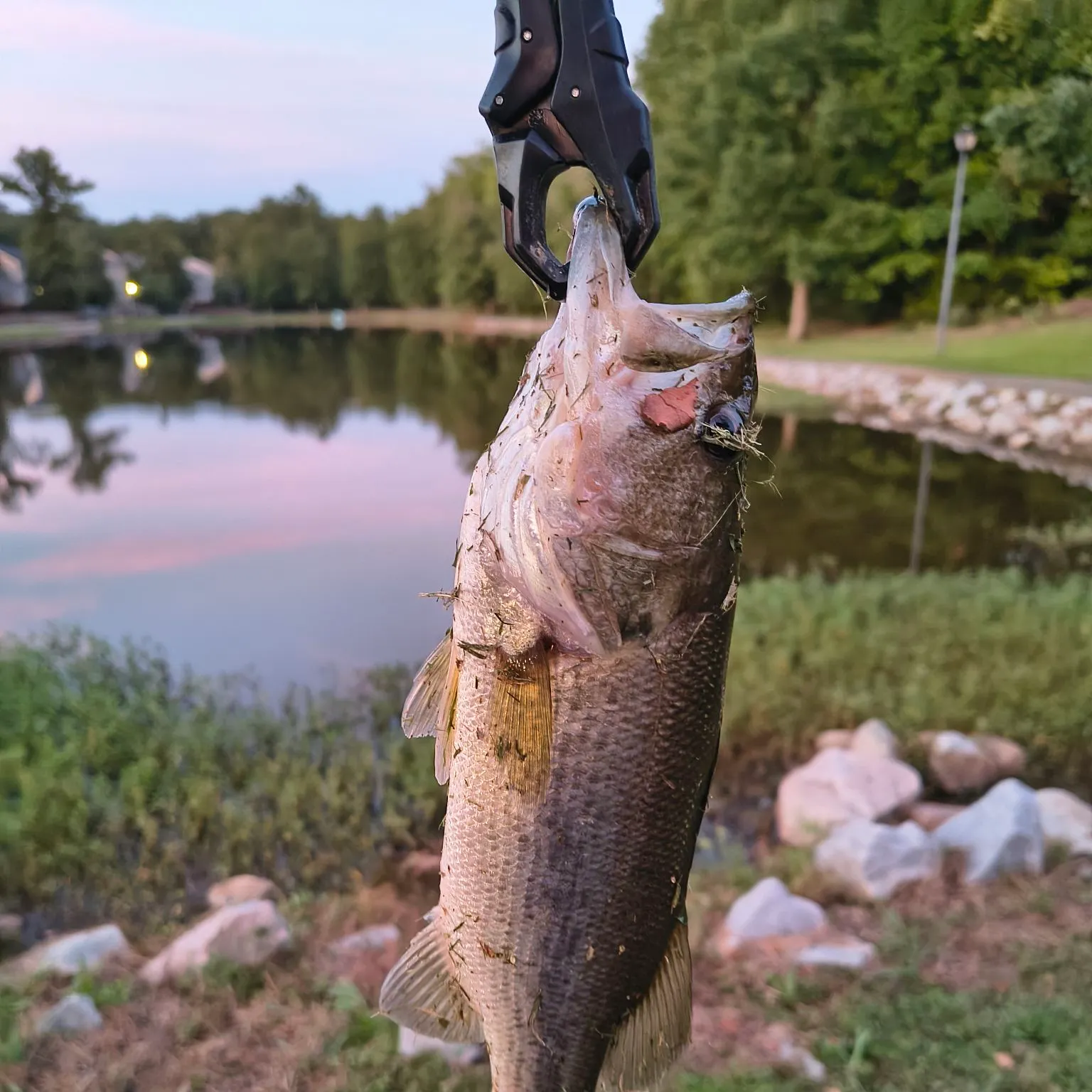 Largemouth bass caught on Fishbrain