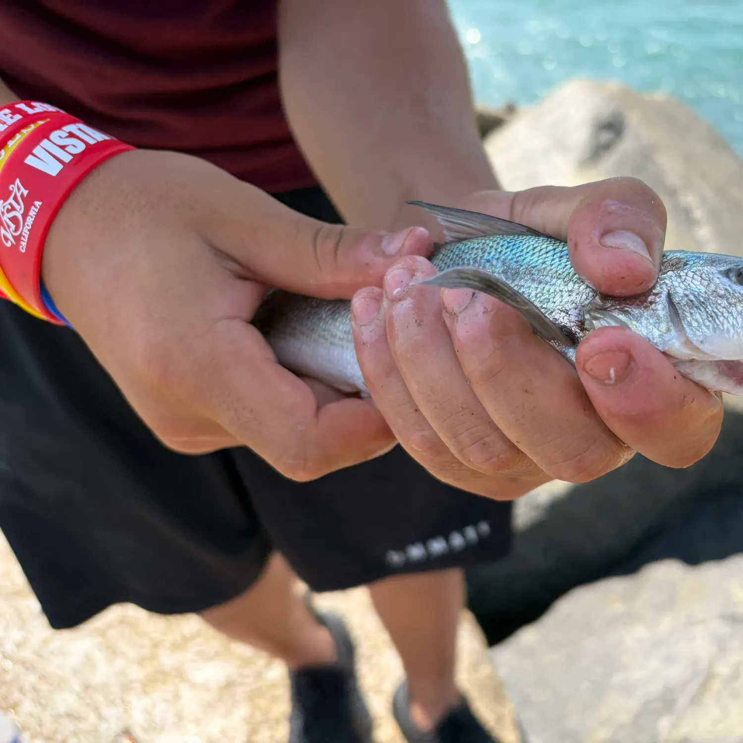 The most recent California corbina catches on Fishbrain