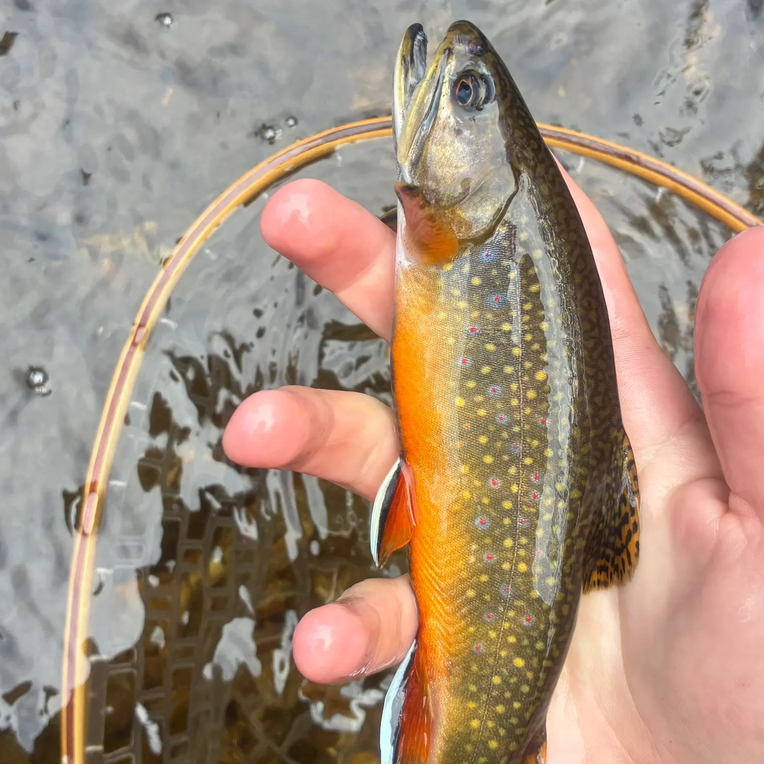 Brook trout caught on Fishbrain