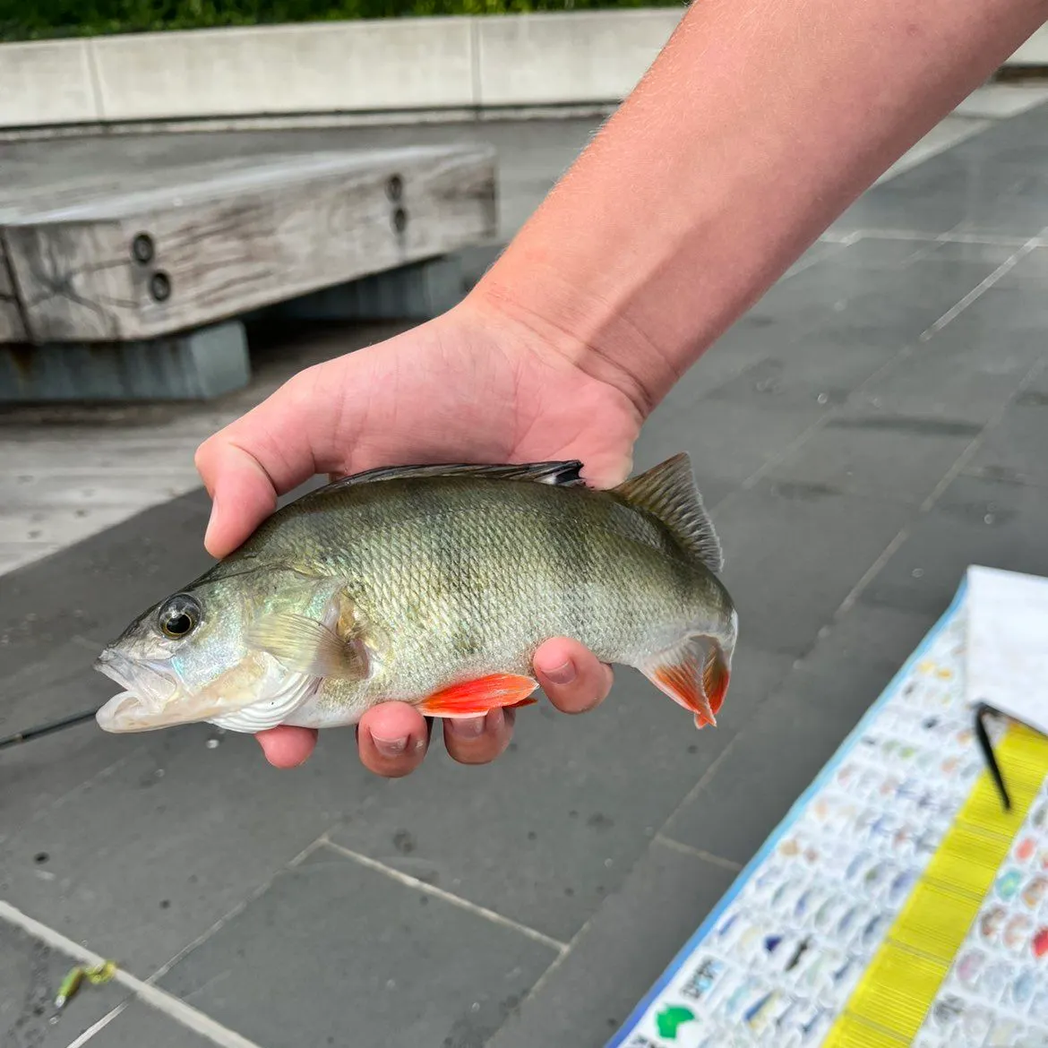 catch