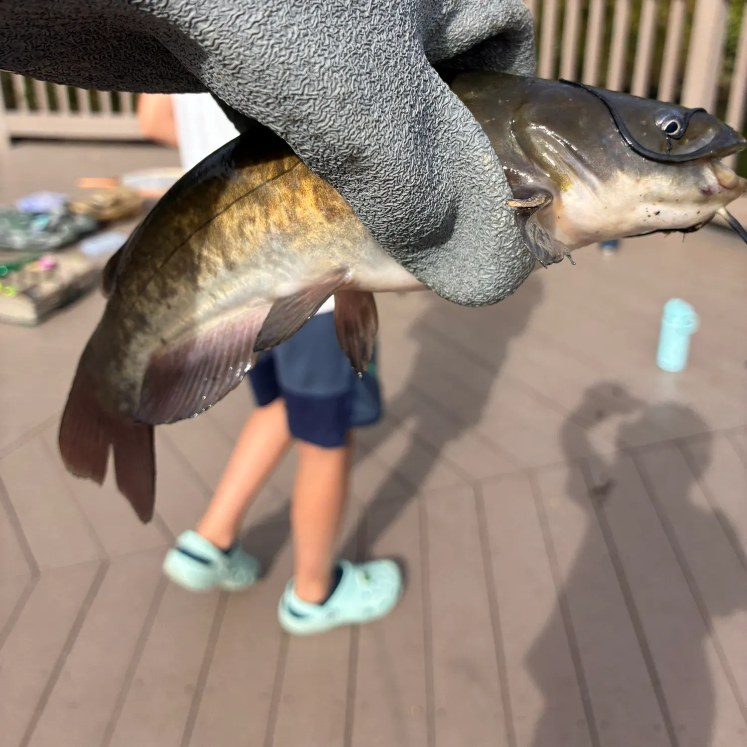 Brown bullhead caught on Fishbrain