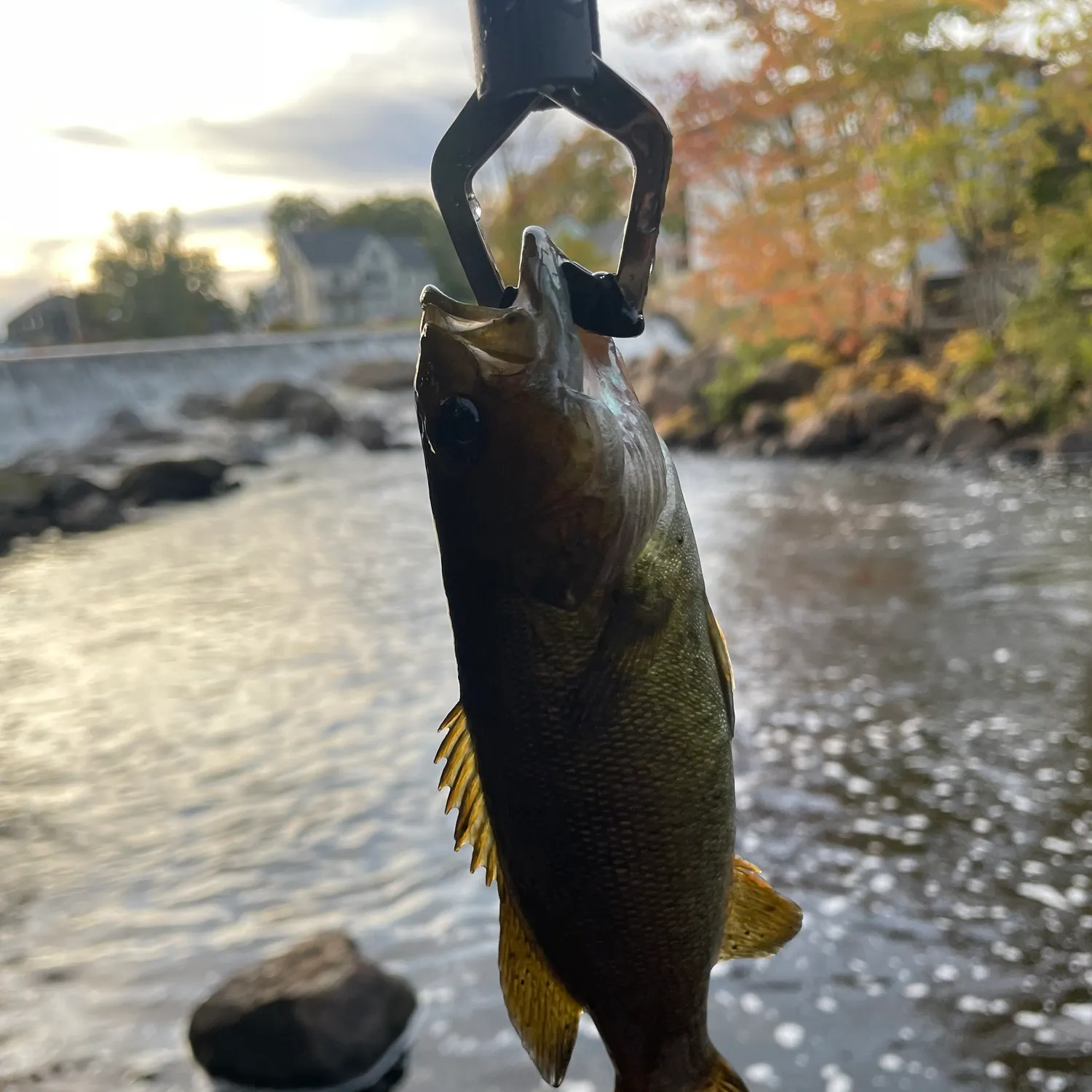 Smallmouth bass caught on Fishbrain